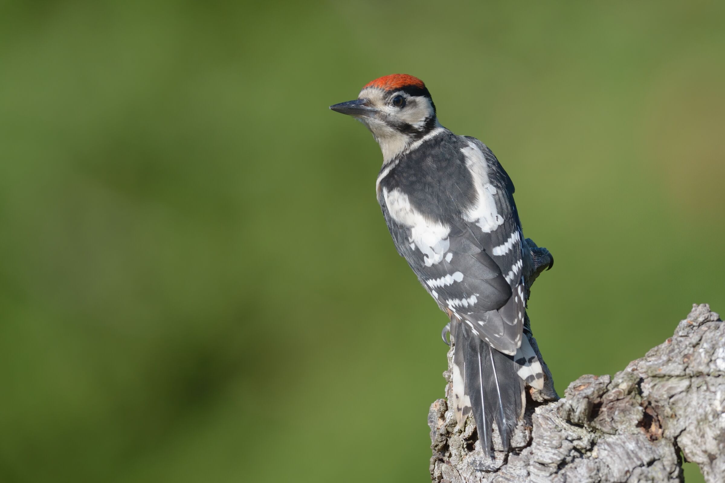 Greater red woodpecker (Dendrocopus maior)