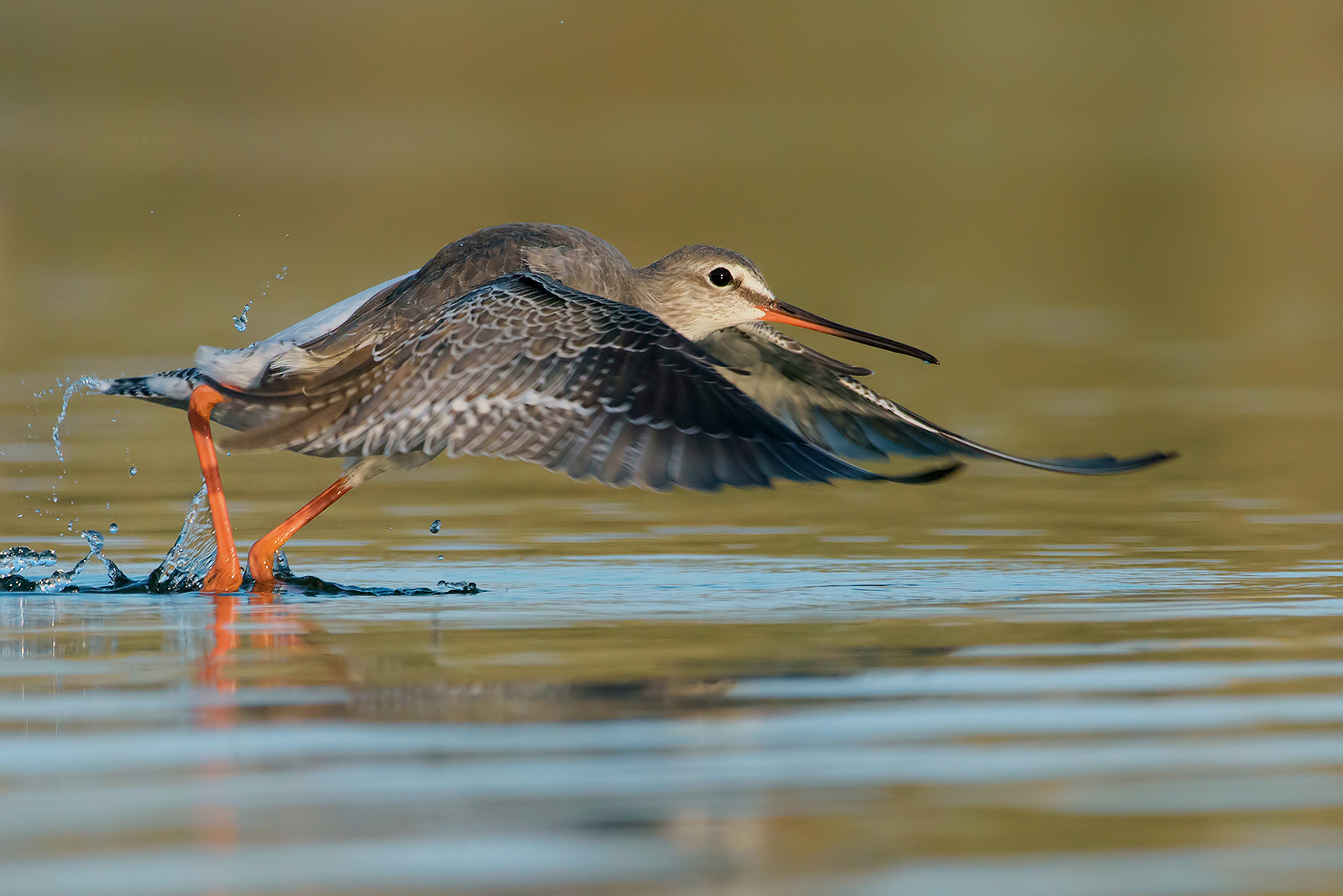 Totano moro (Tringa erythropus). 1