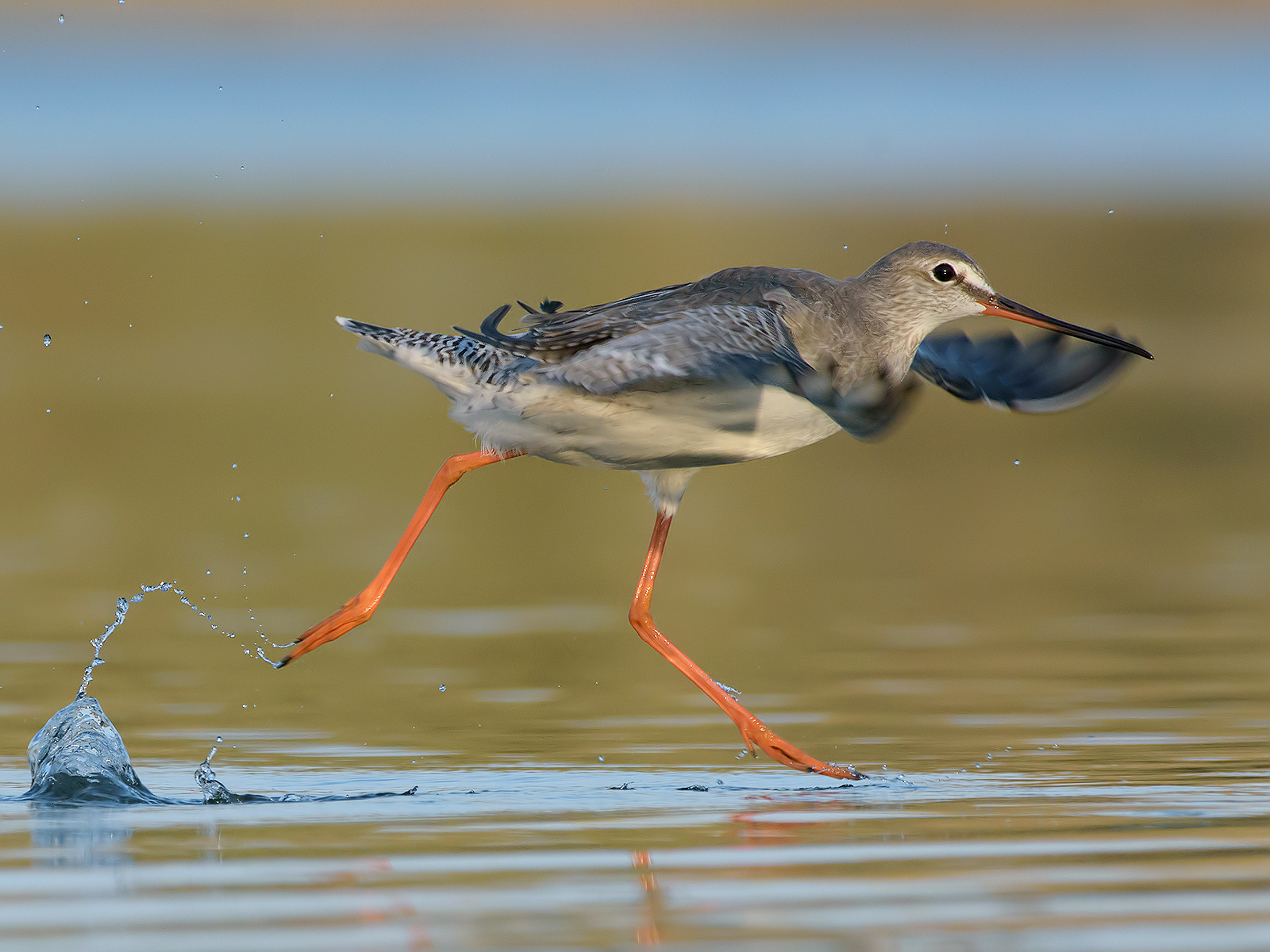 Totano moro (Tringa erythropus). 2