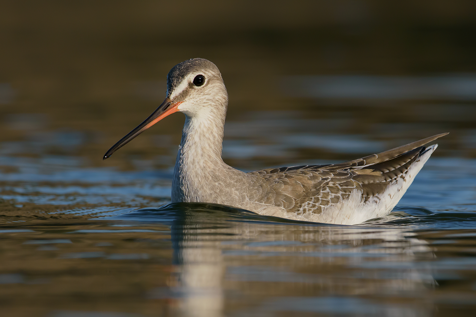 Totano moro (Tringa erythropus). 3