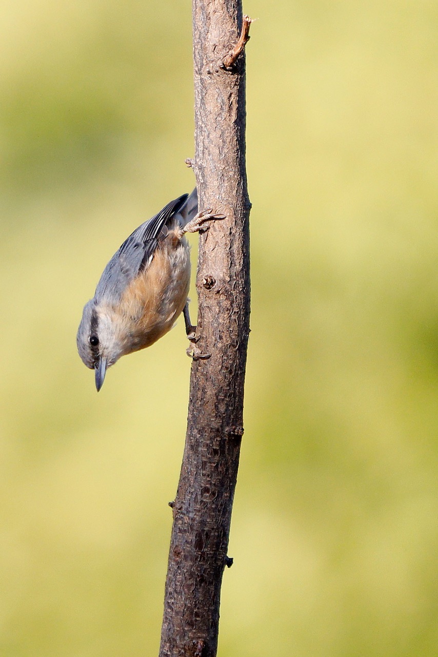 Wood nuthatch