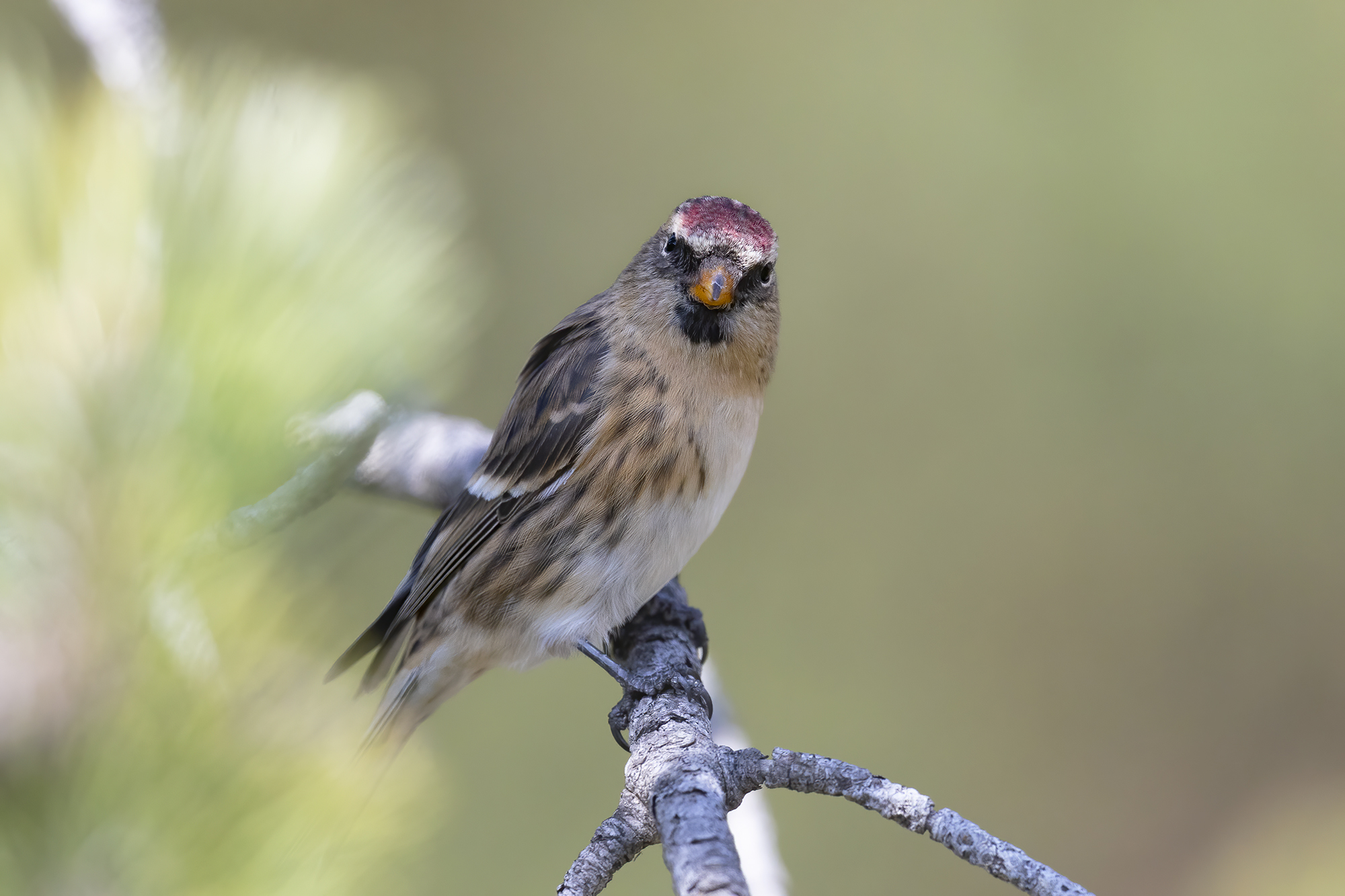 organetto in livrea autunnale