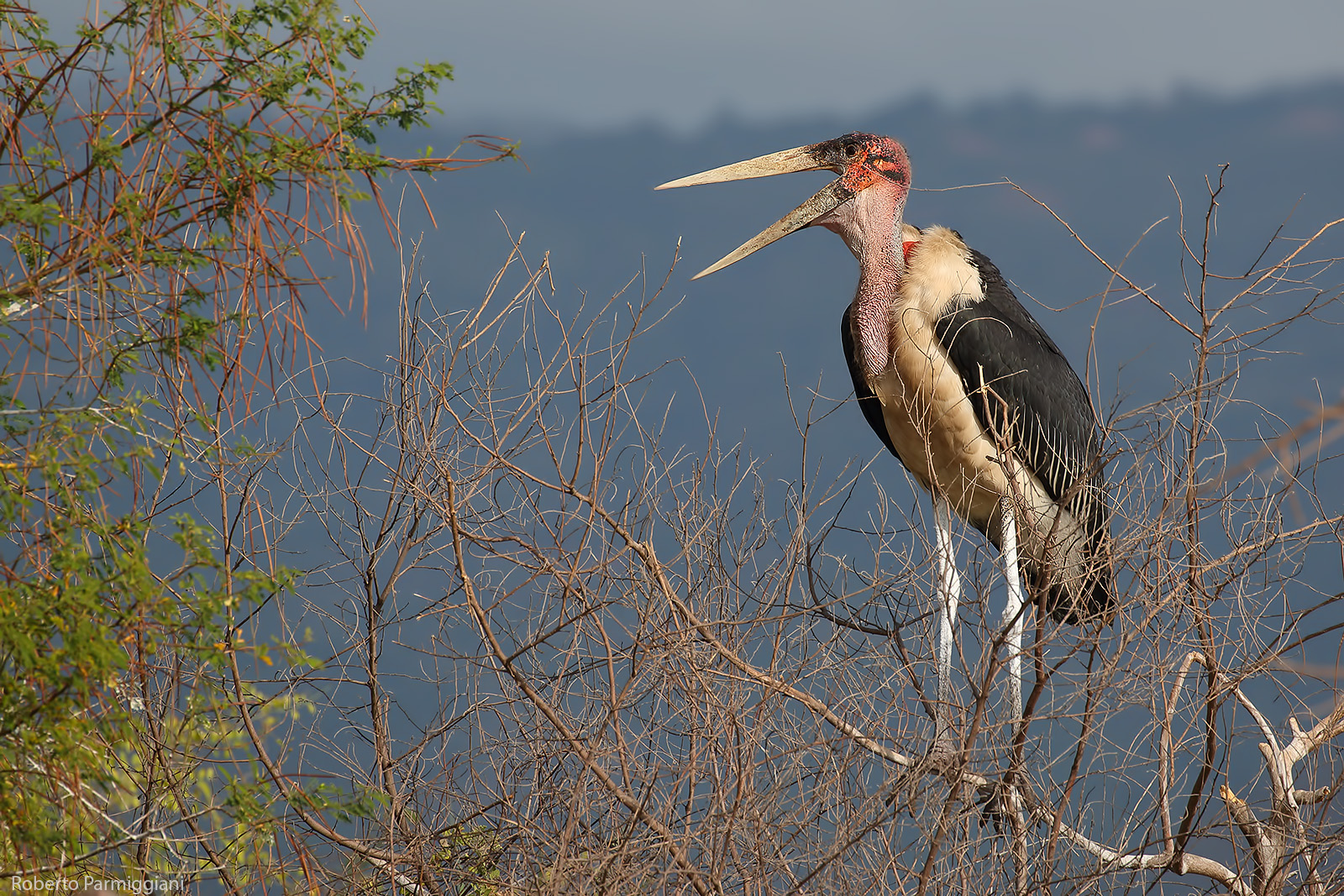 Marabu'