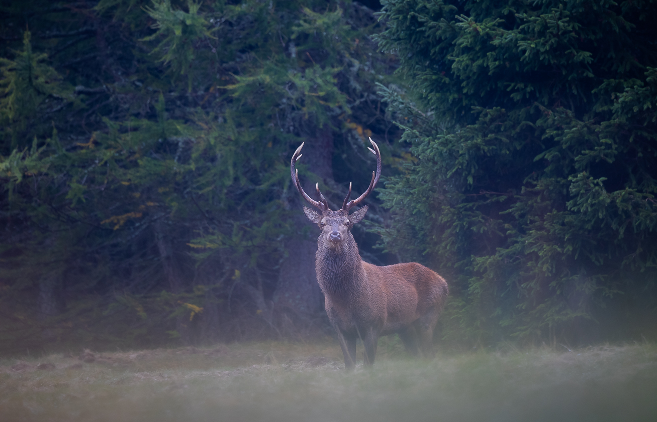 The Lord of the Woods