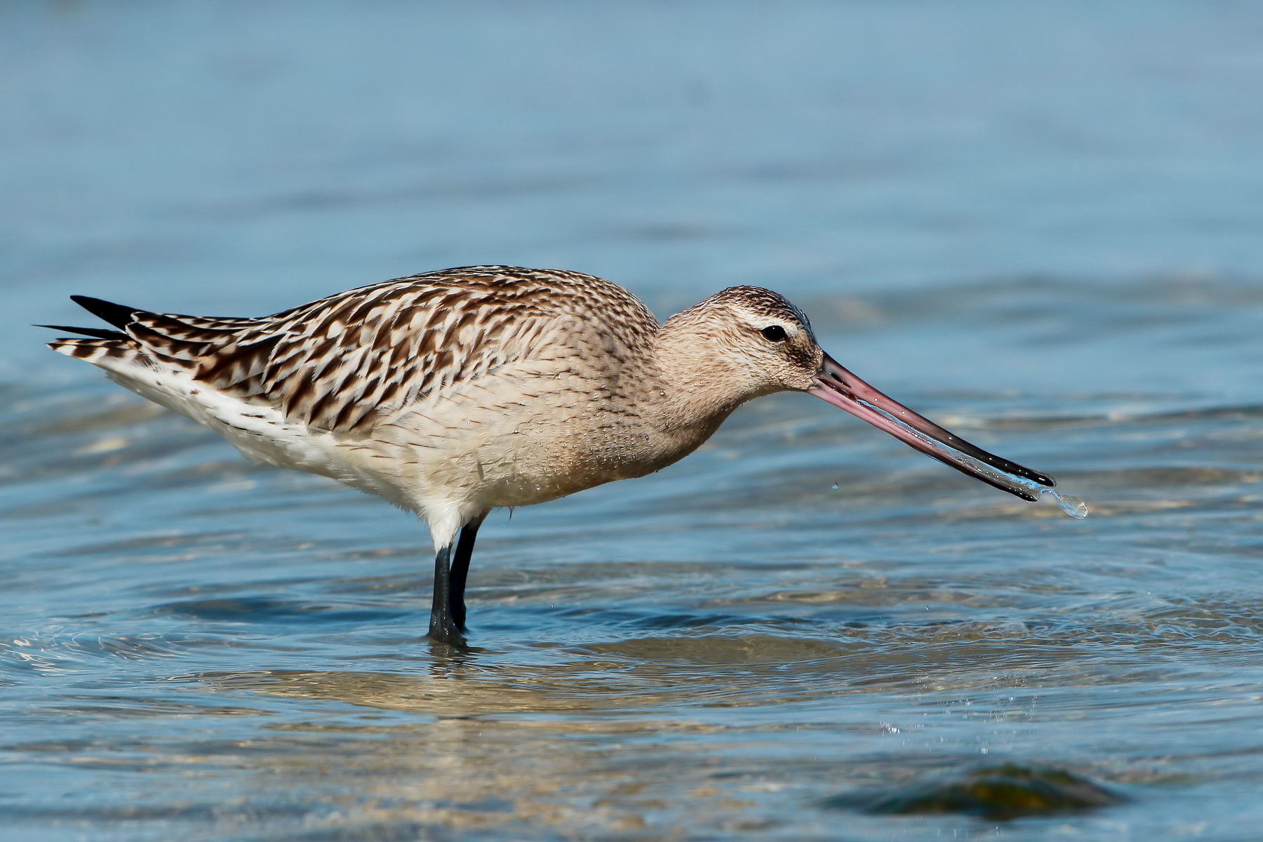 Pittima on the hunt...