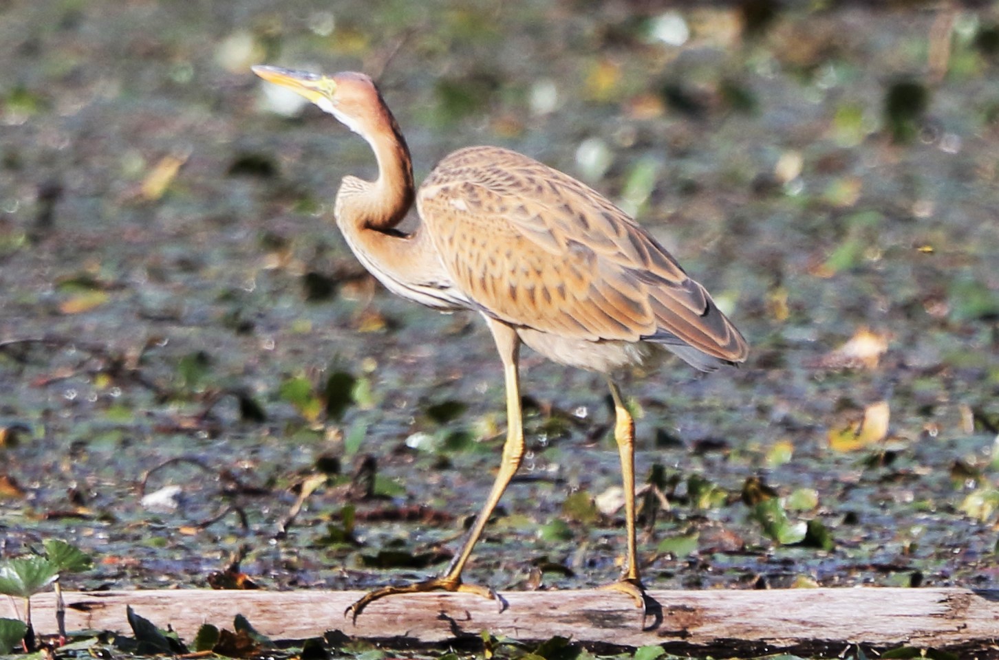 purple heron