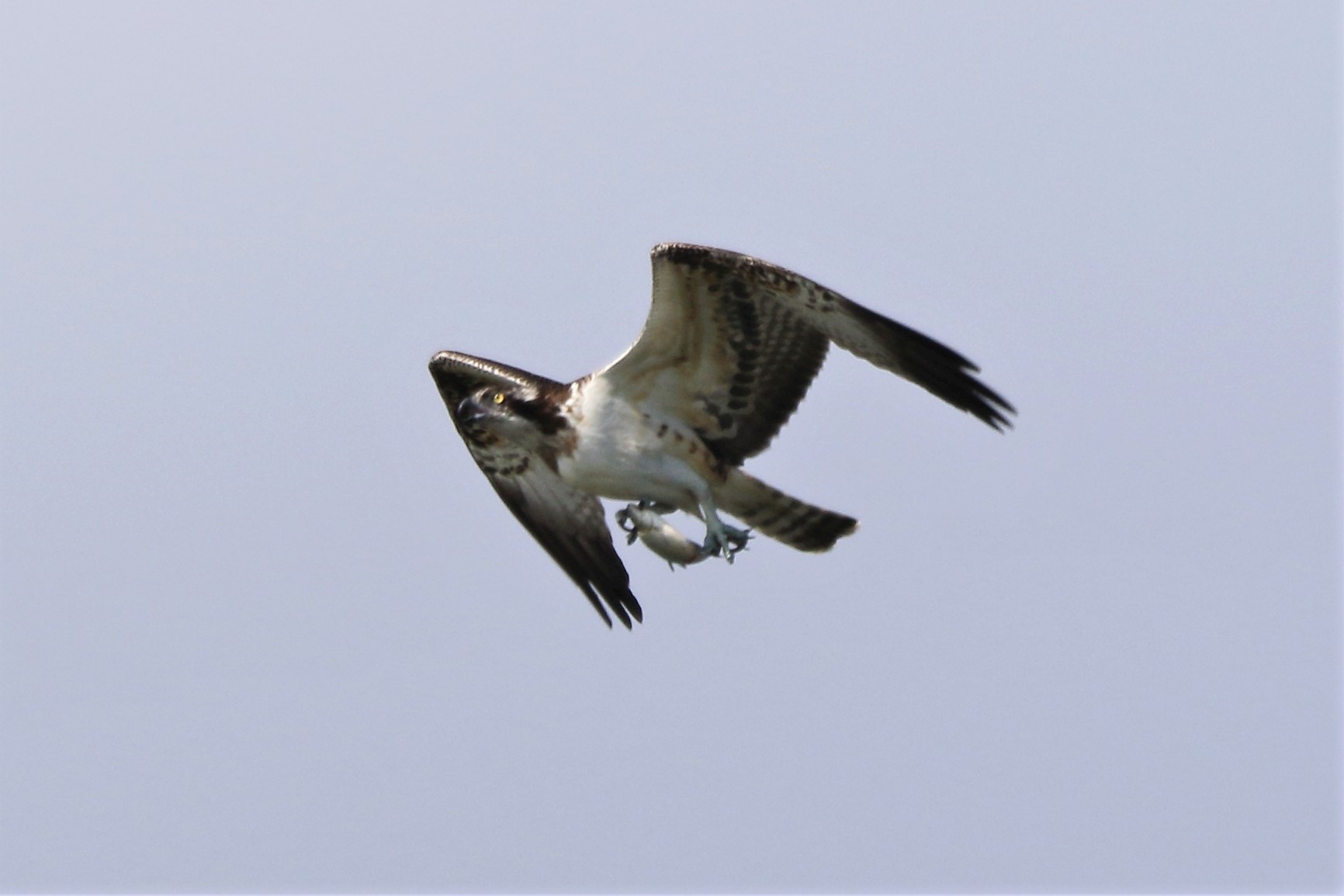 Osprey with prey 21-09 124