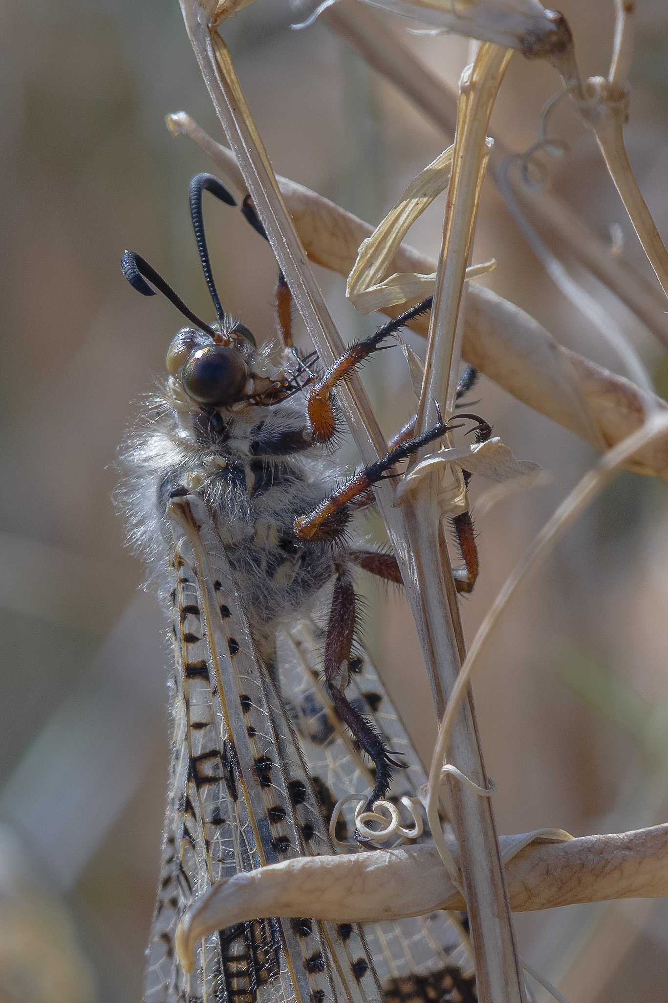 Formicaleone Palpares libelloides (Linnaeus, 1764)