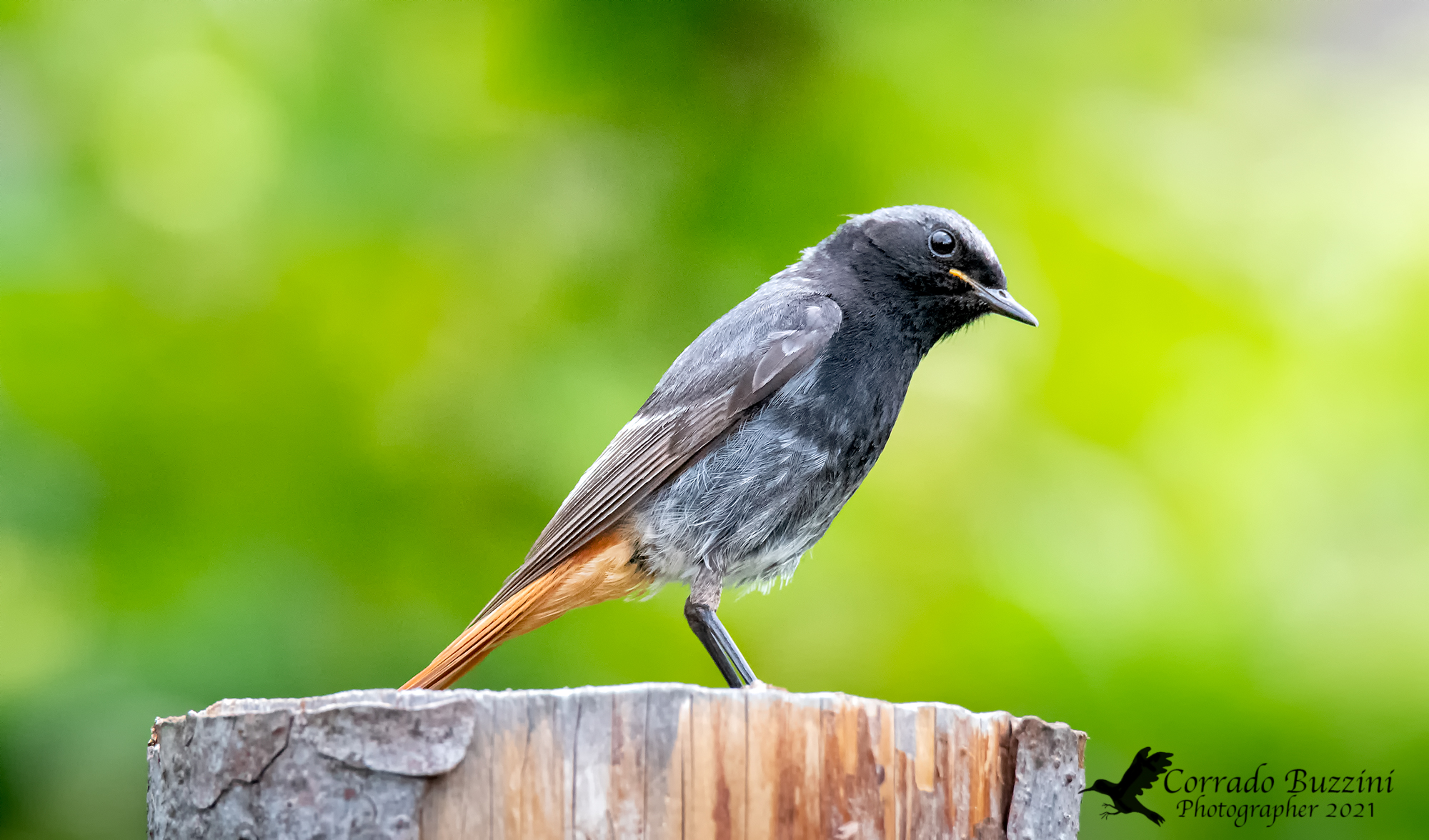Black redstart
