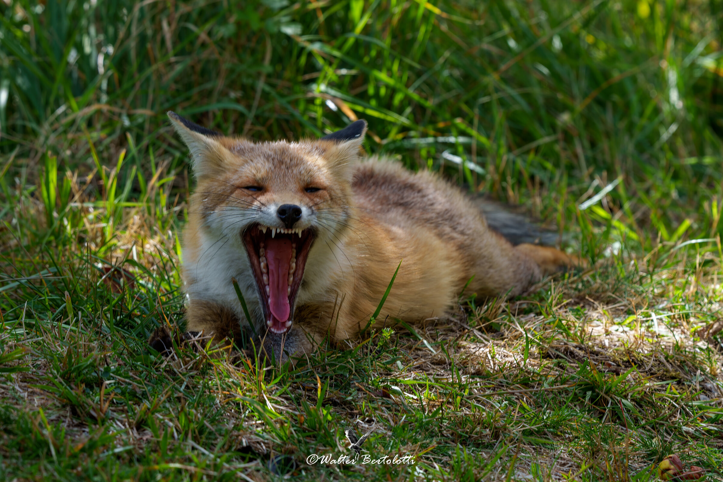 what a boredom 'ste photo