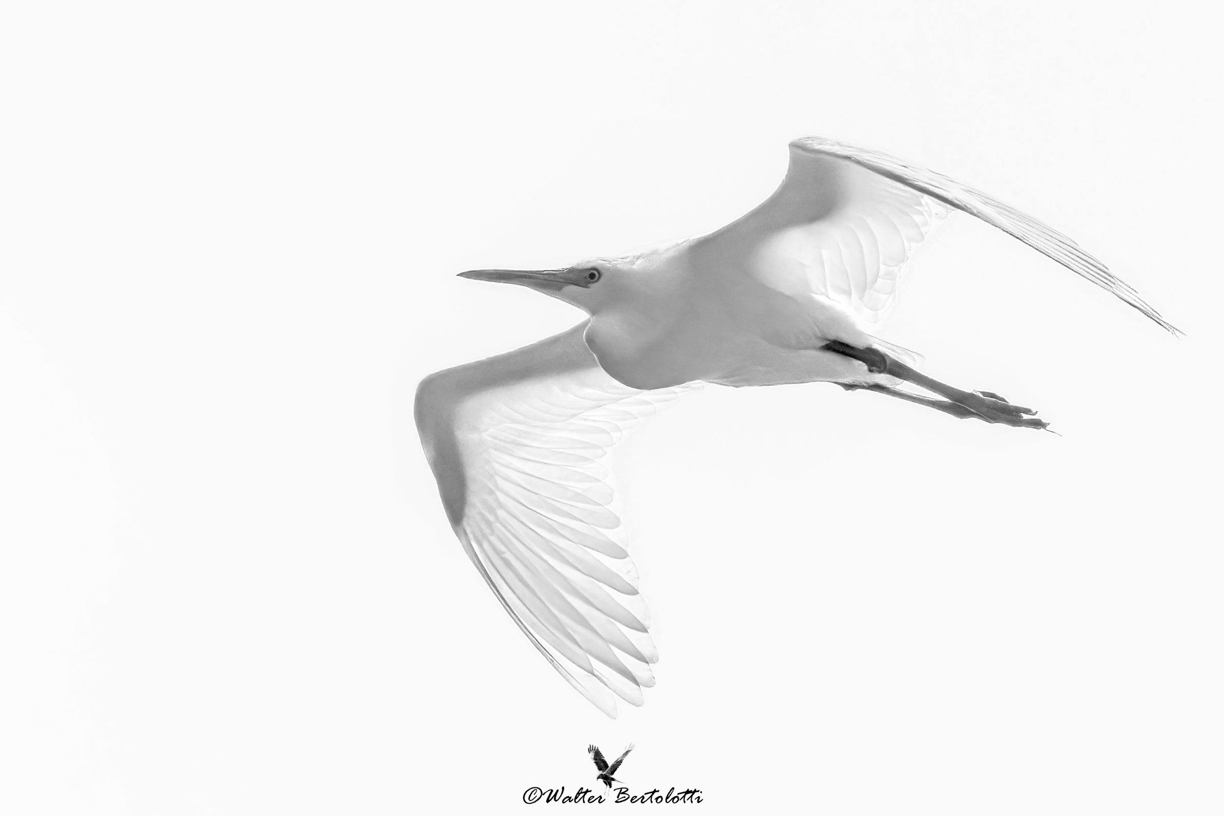 garzetta in High-key