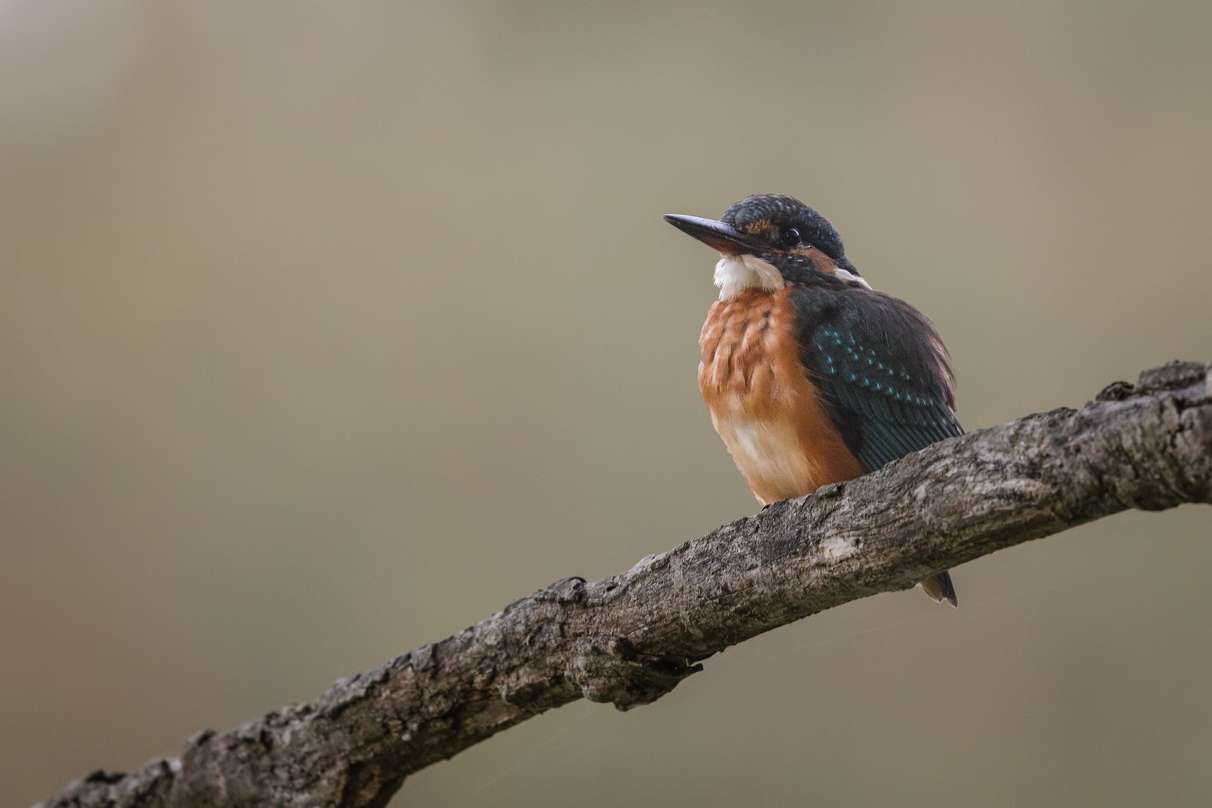 Kingfisher