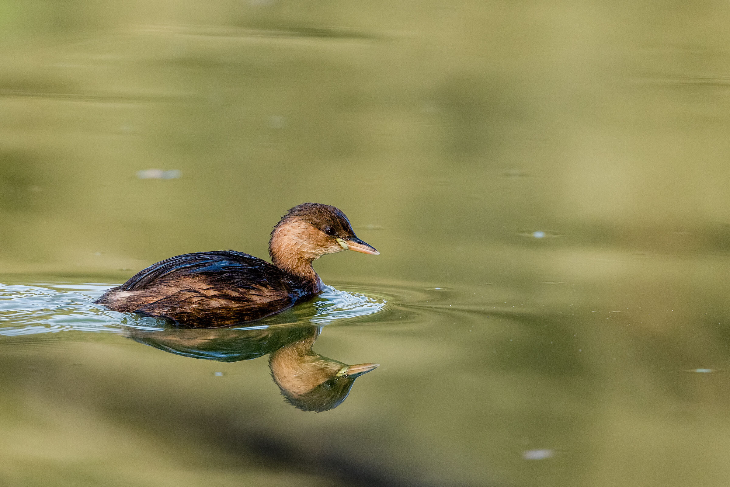 Dabchick