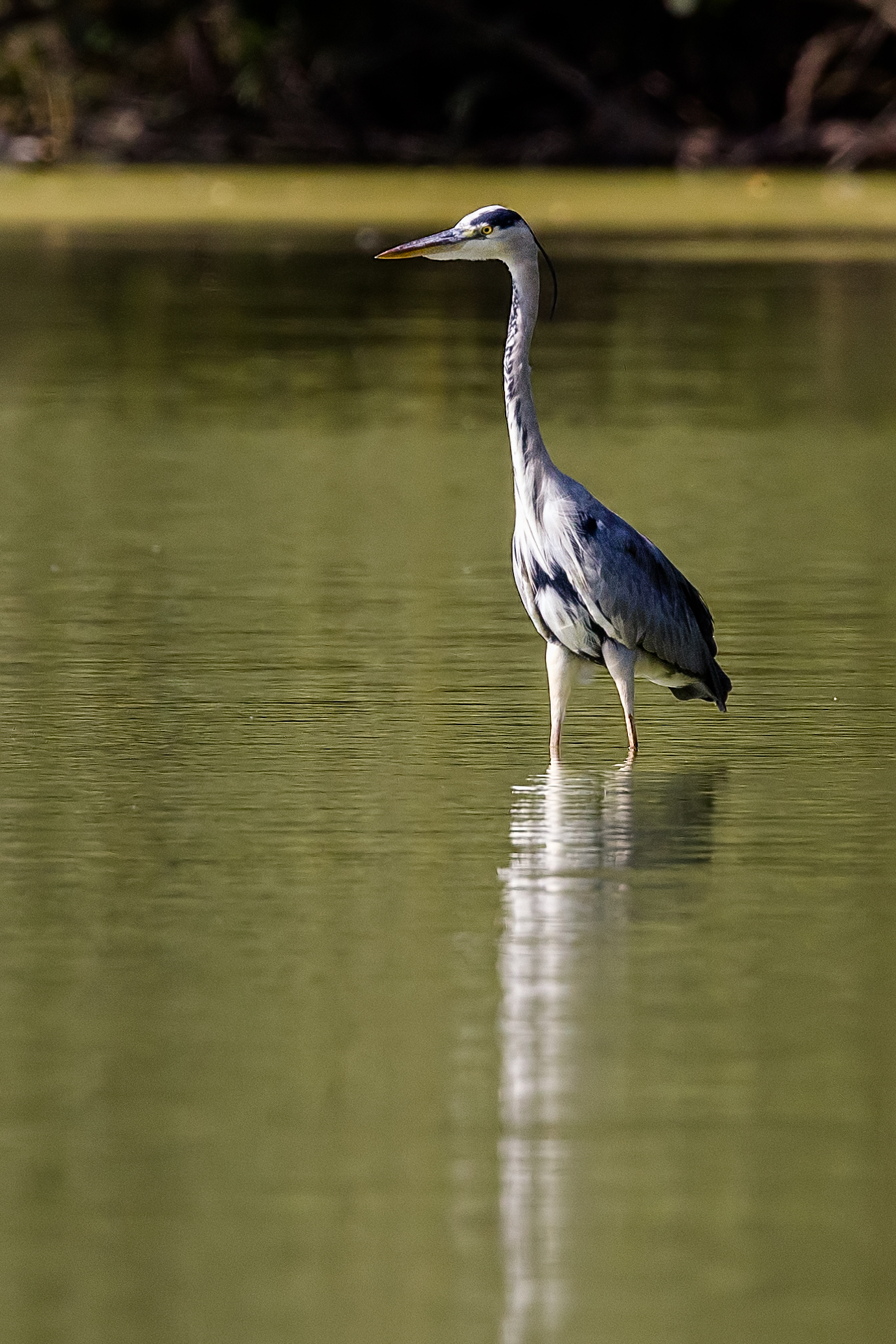 Grey heron