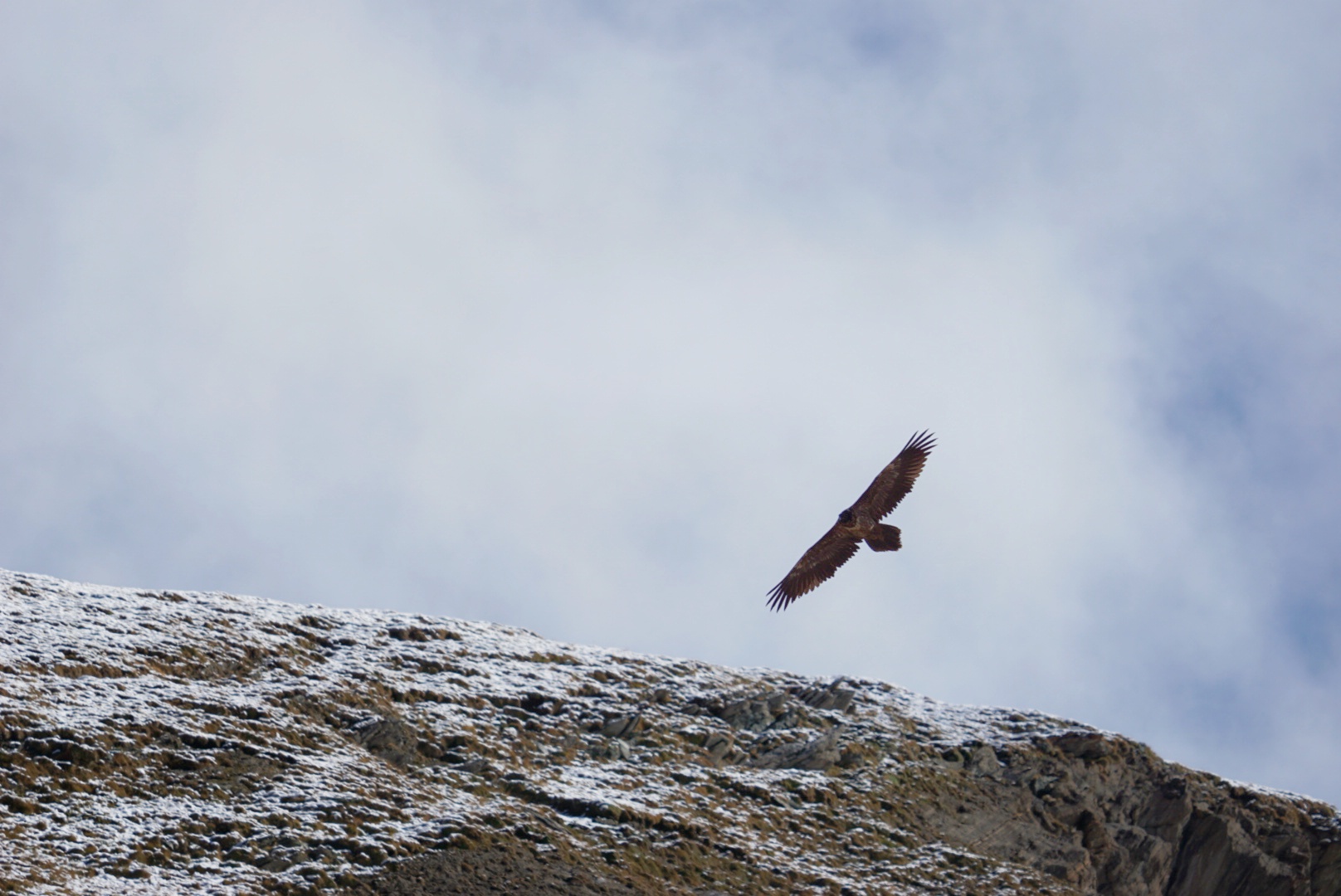 Piccolo di gipeto in Val di Rhêmes