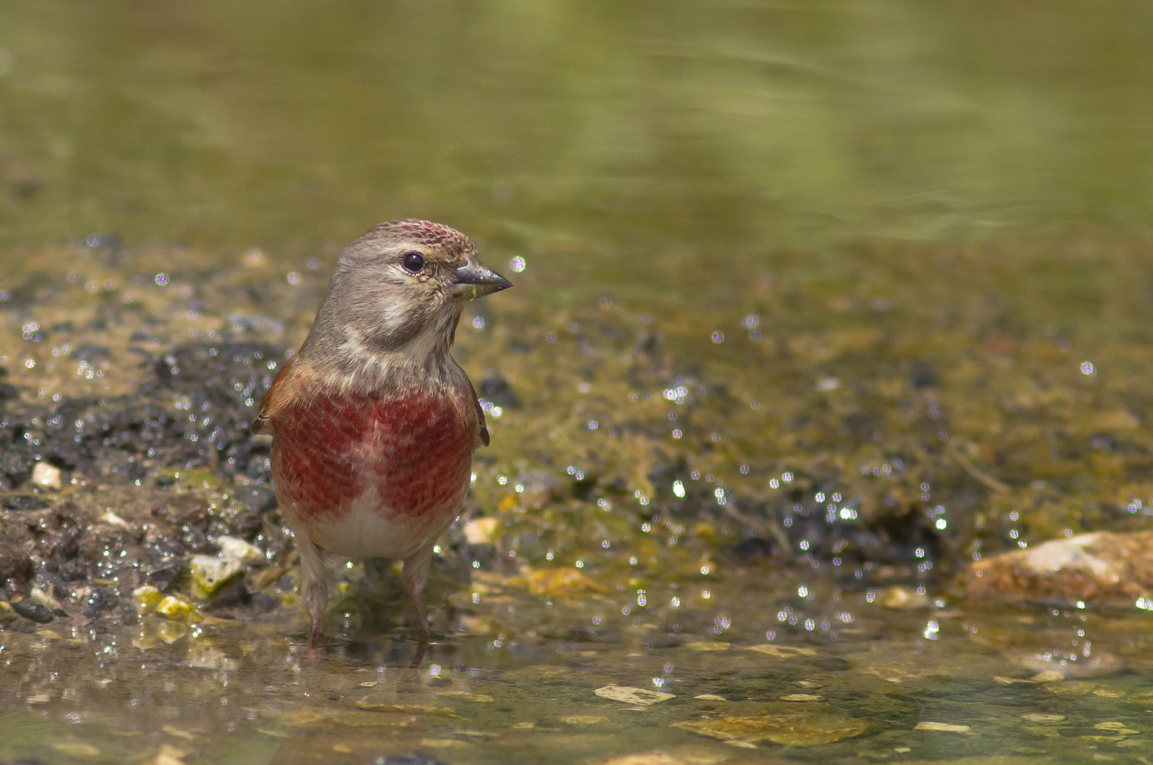 Linnet