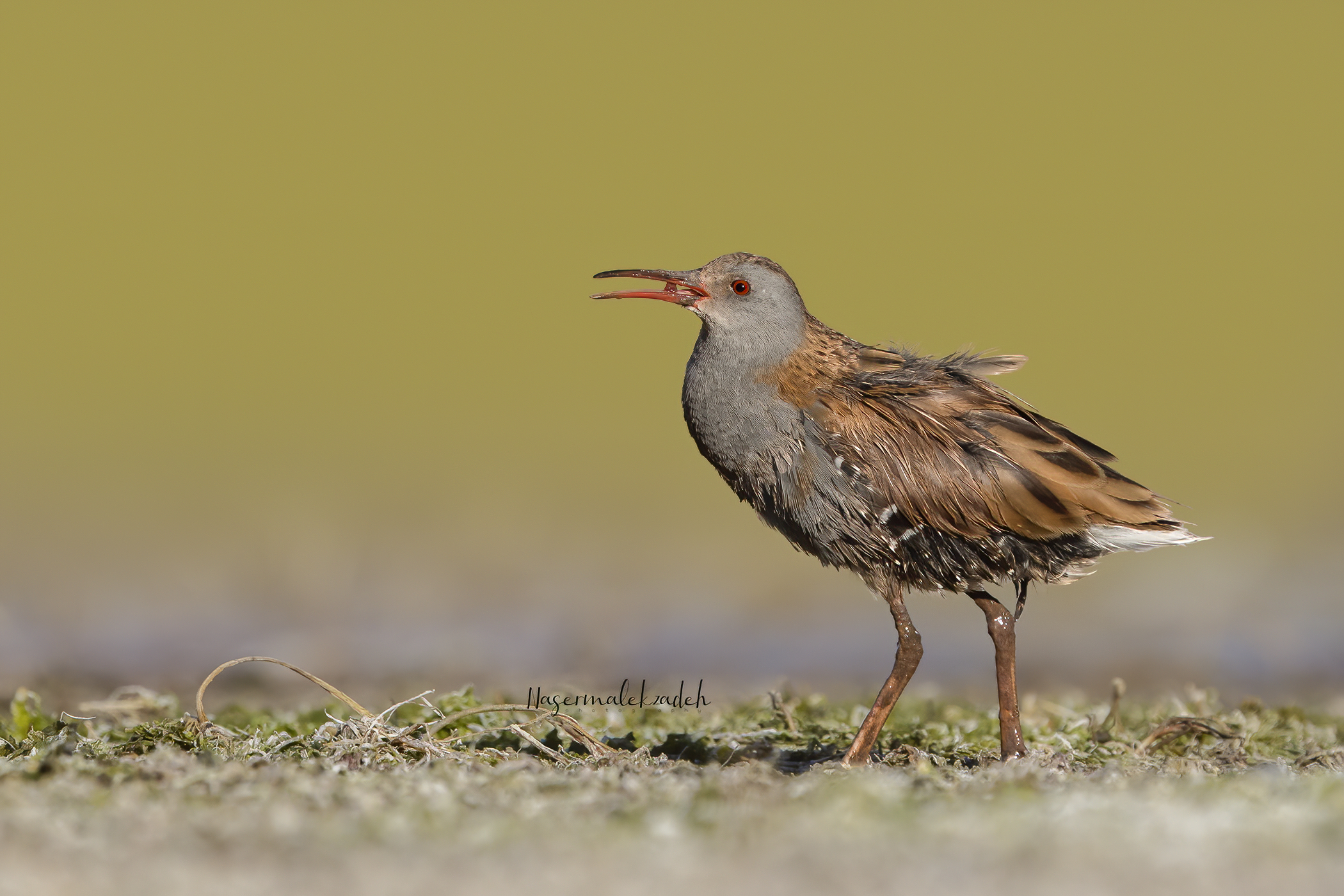 Water rail
