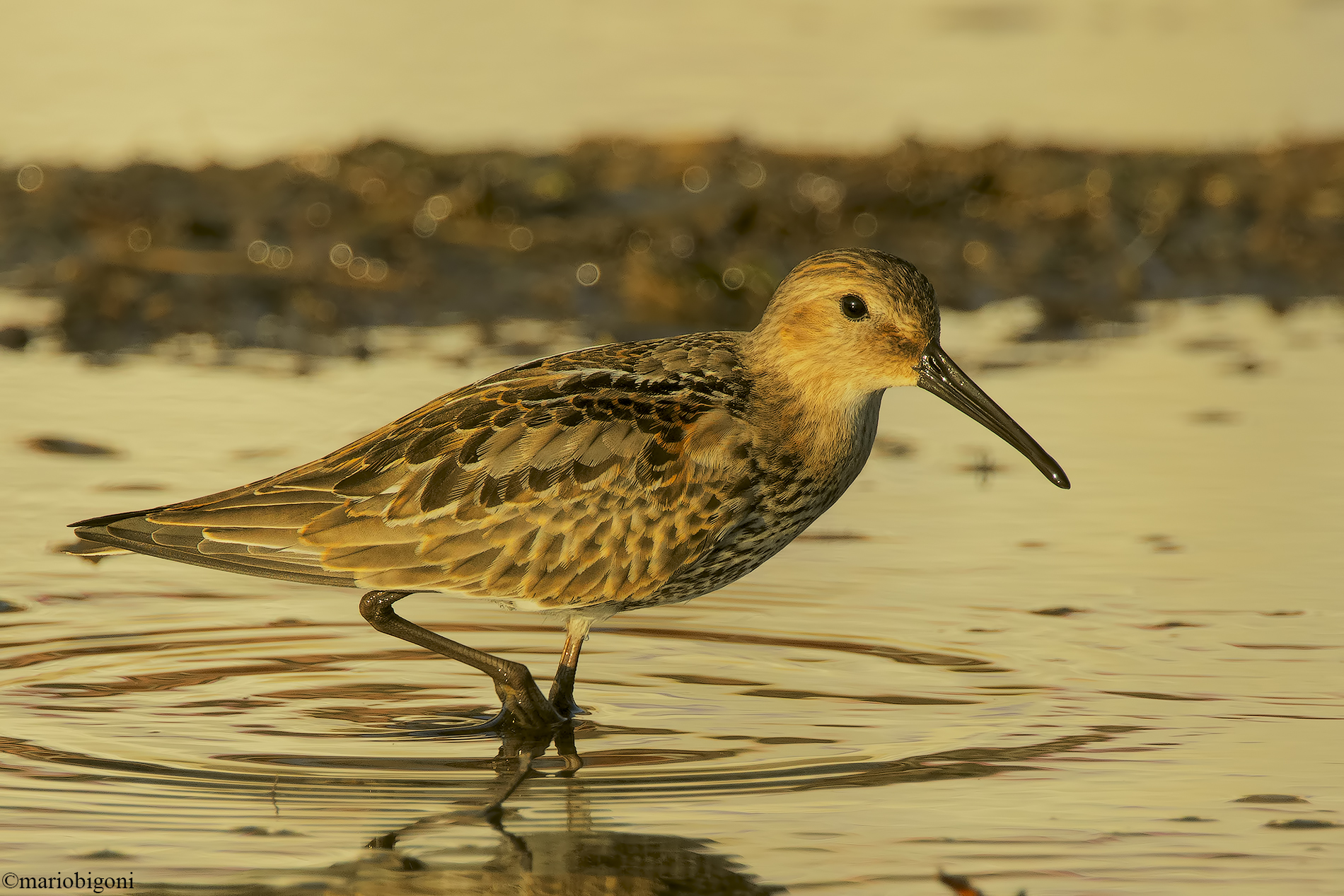 Dunlin