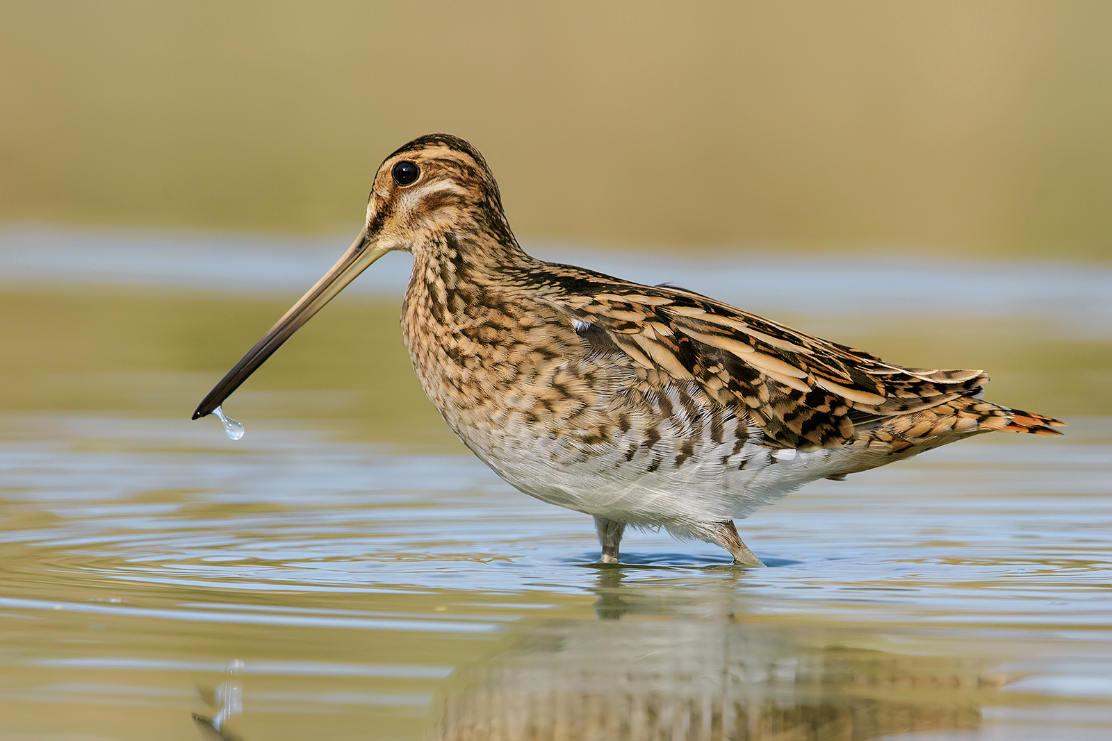 Snel (Gallinago gallinago). 1