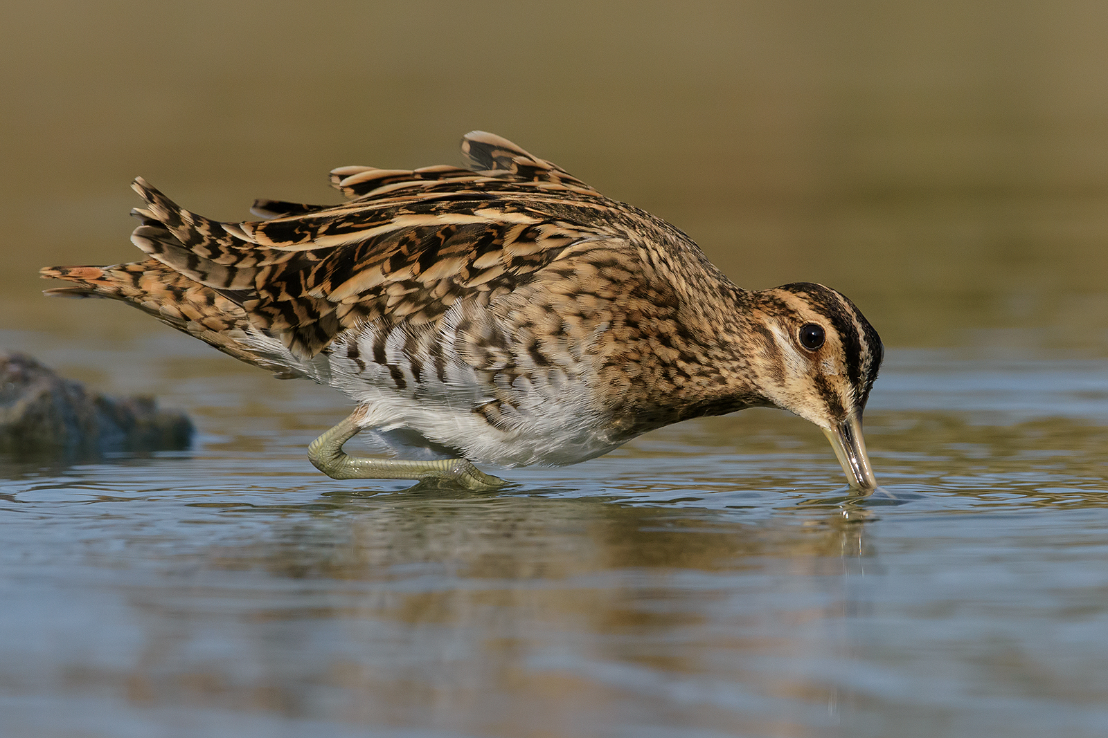 Snel (Gallinago gallinago). 3
