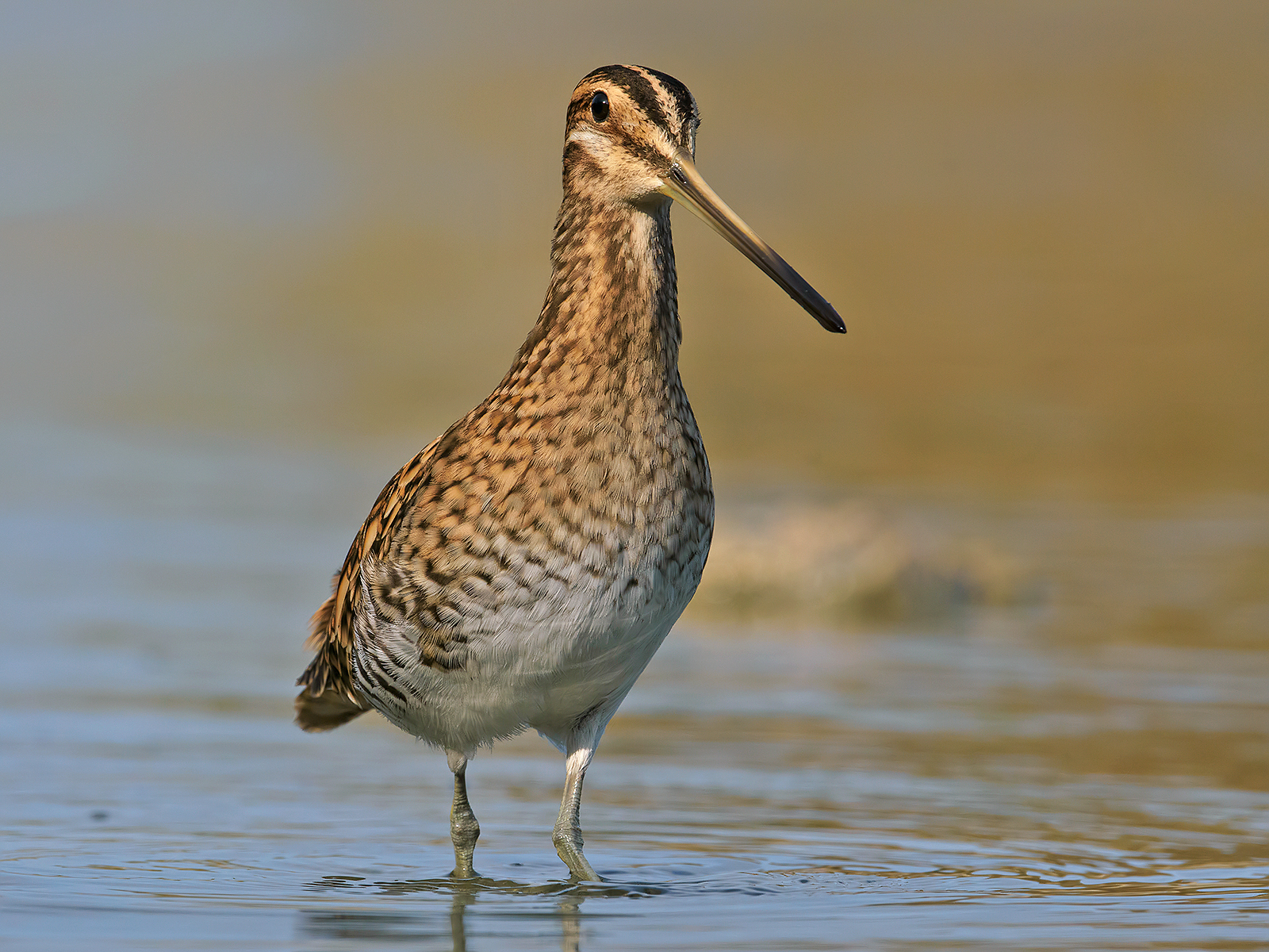 Snel (Gallinago gallinago). 4