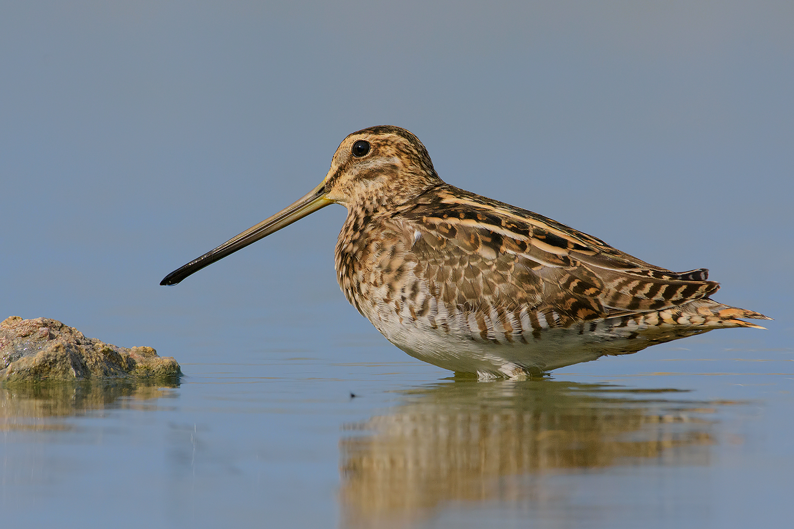 Snel (Gallinago gallinago). 5