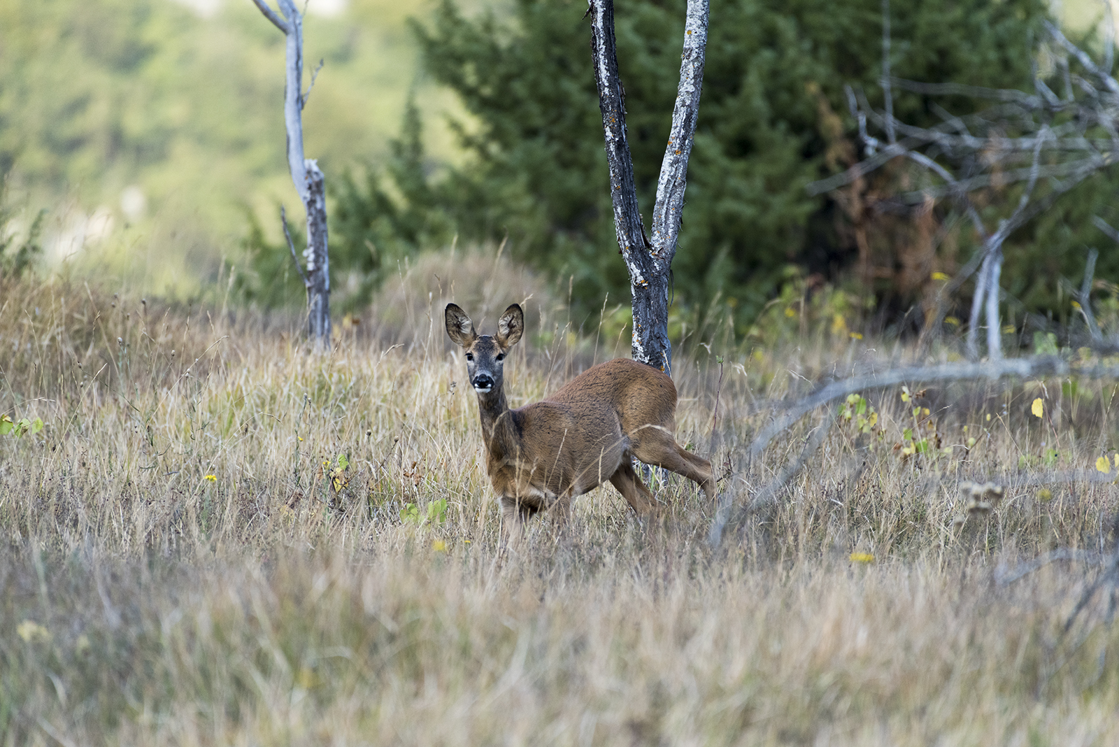 Roe deer