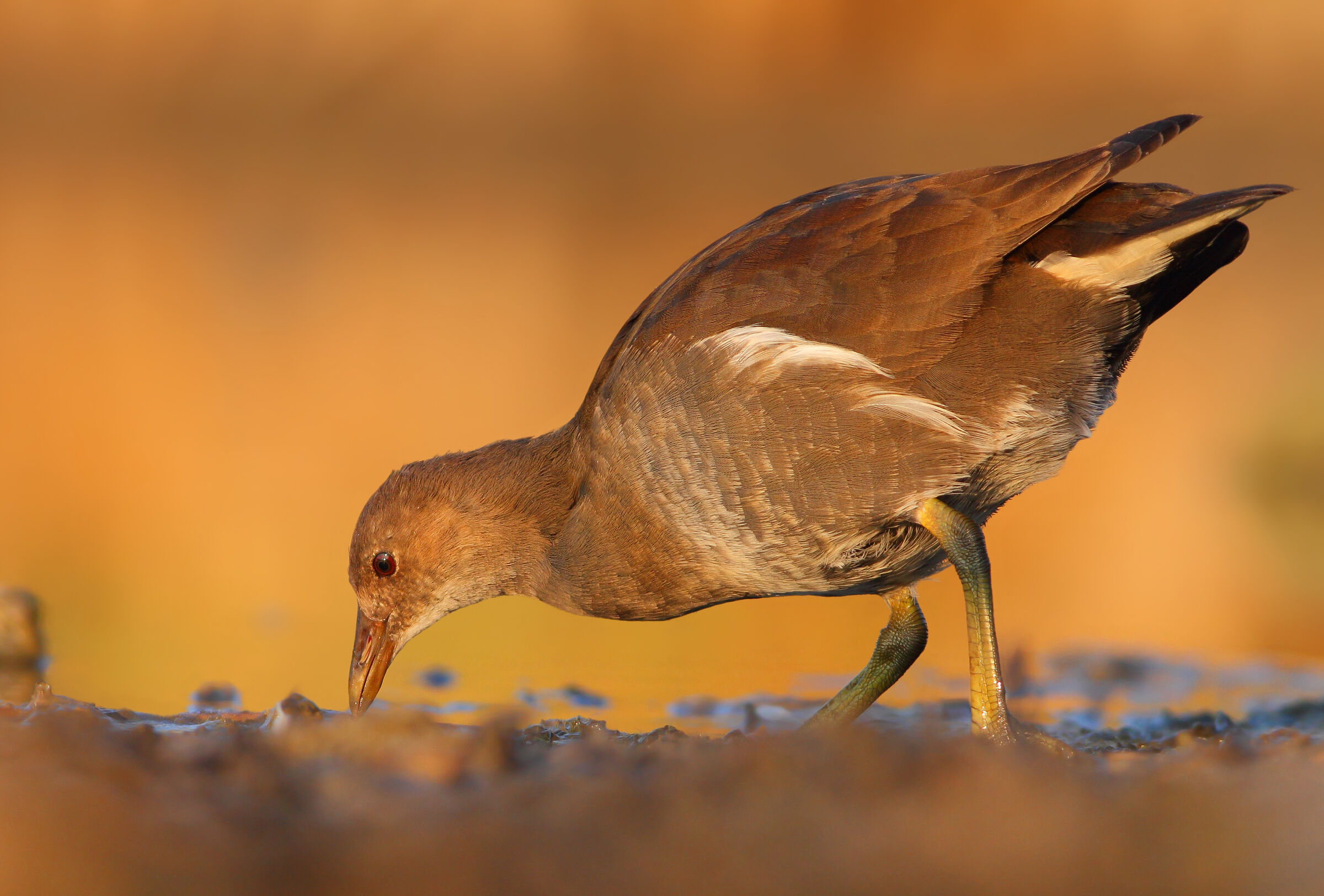 Gallinella d'acqua