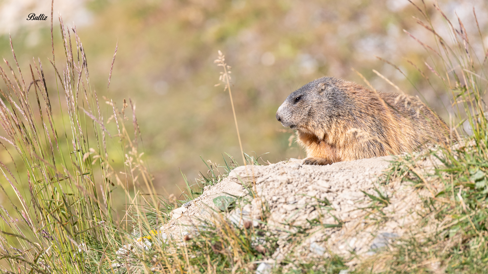Marmotta