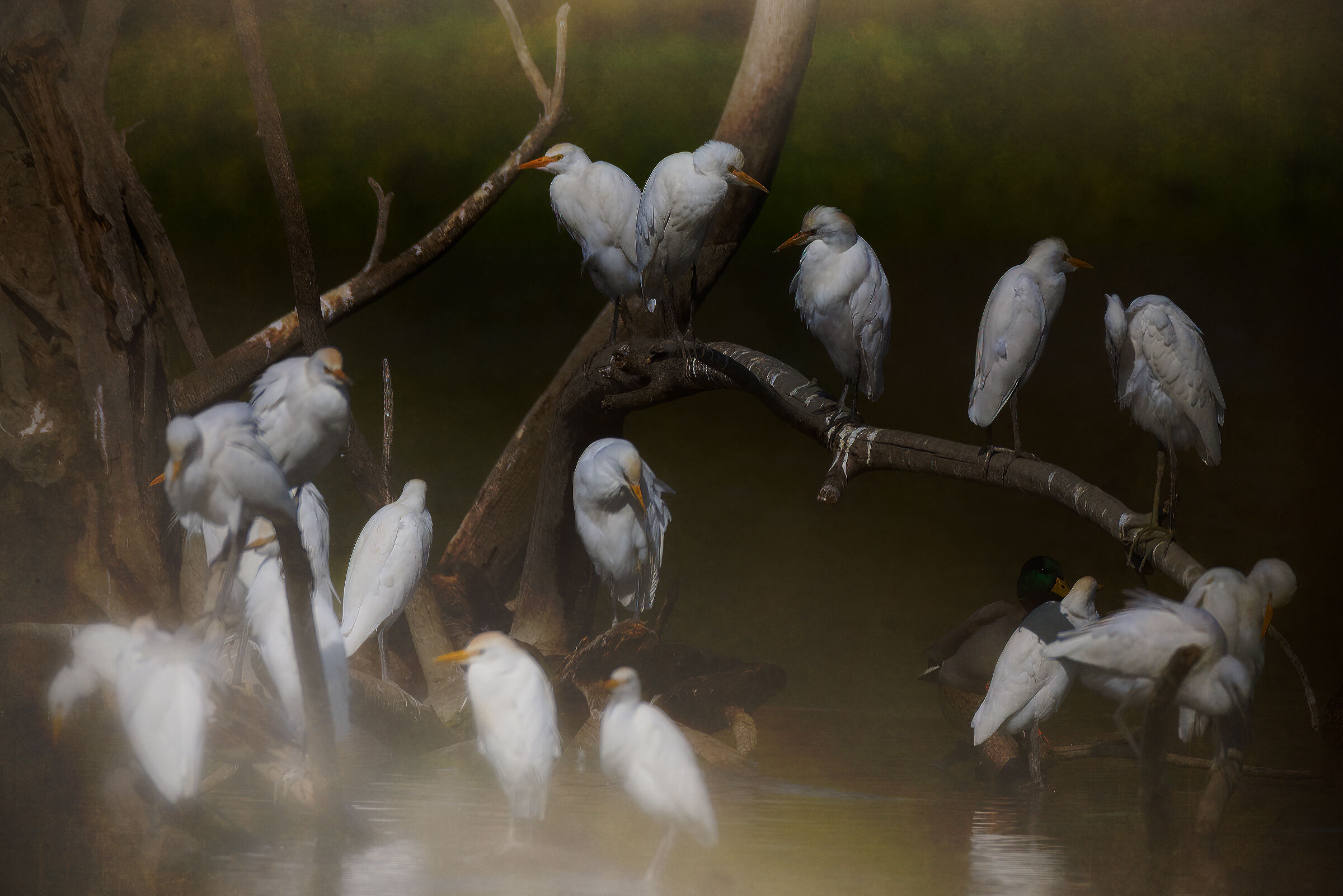 Il convegno dei saggi