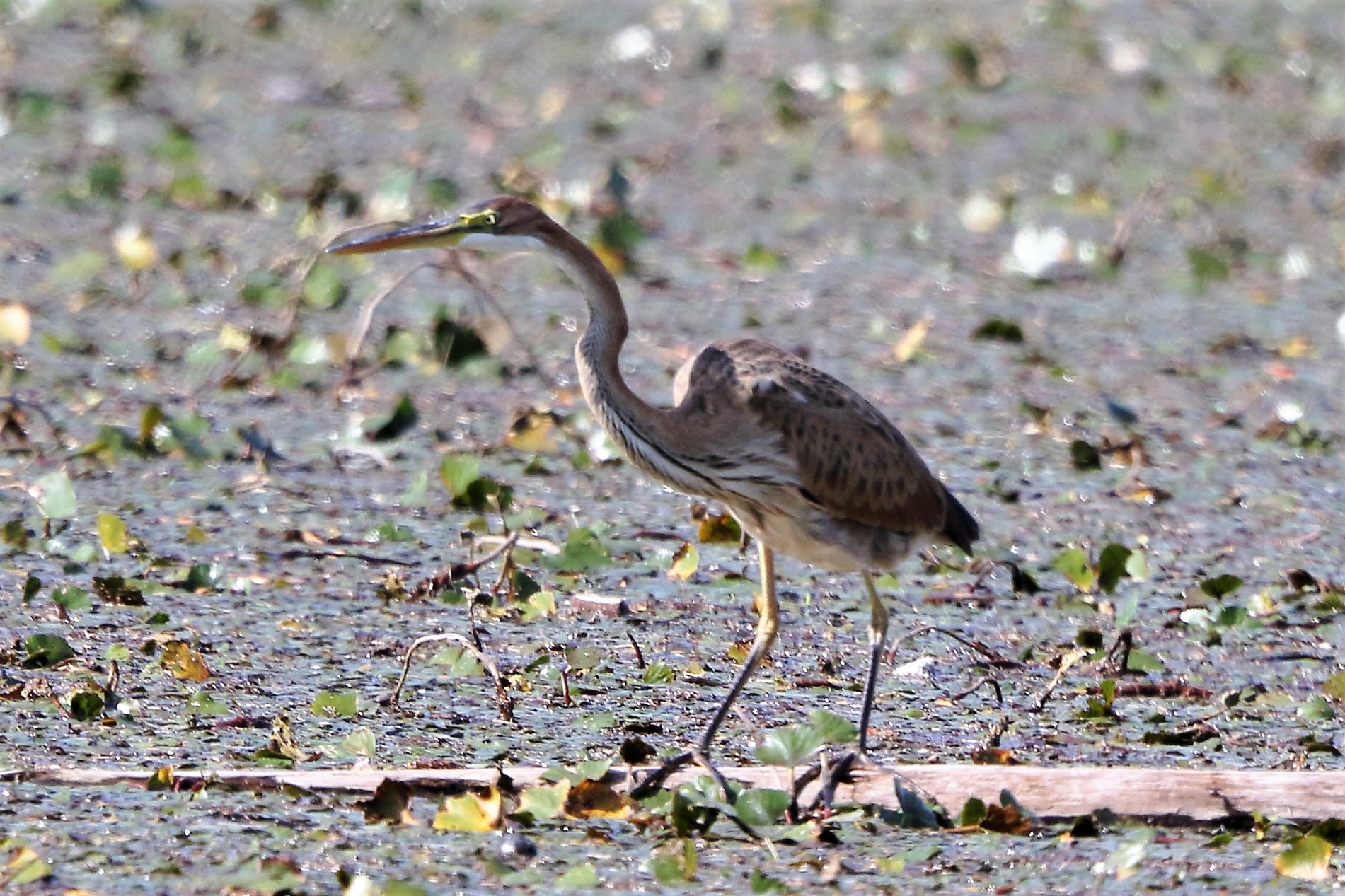 purple heron