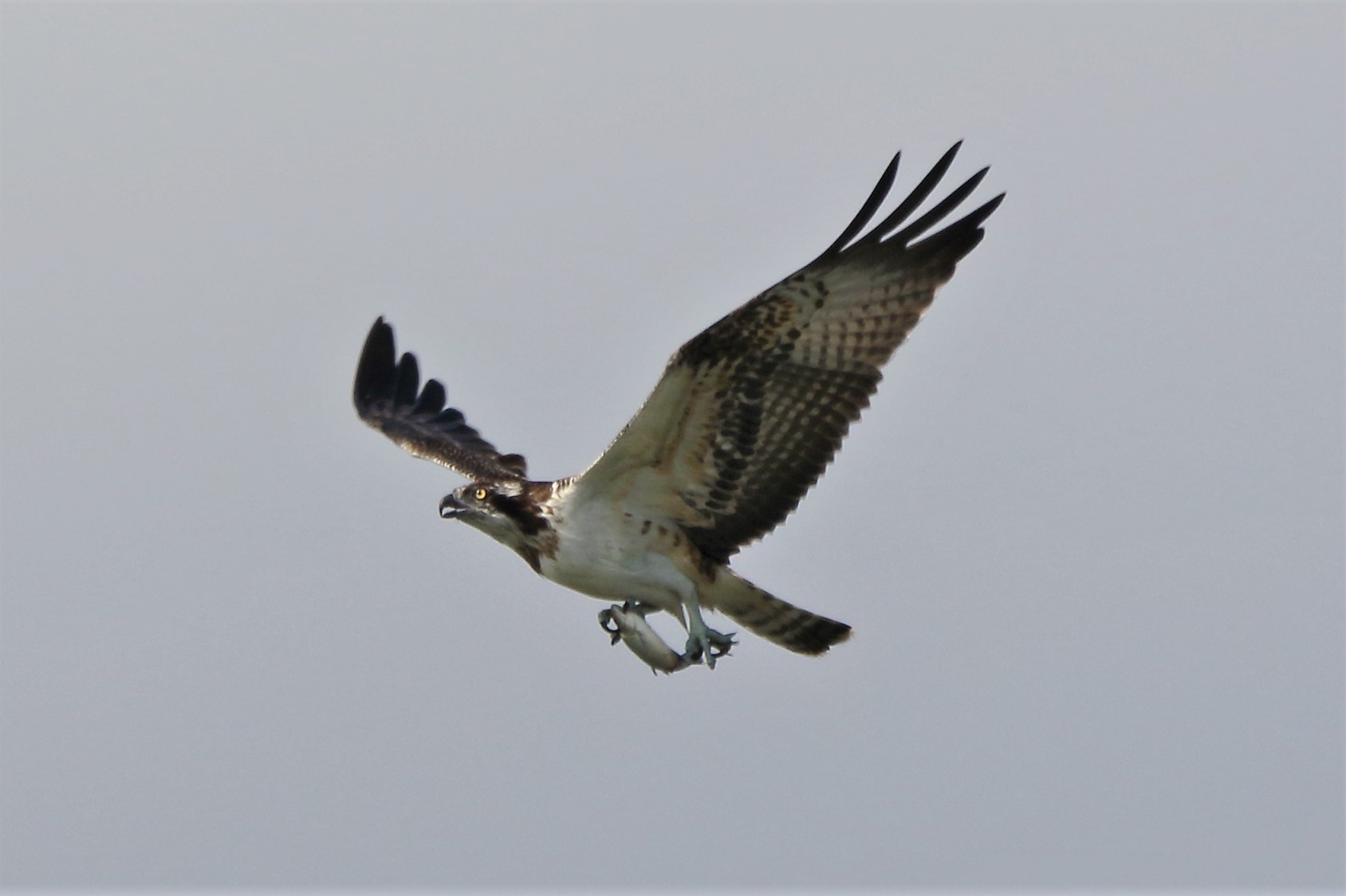 Osprey with prey 21-09 125