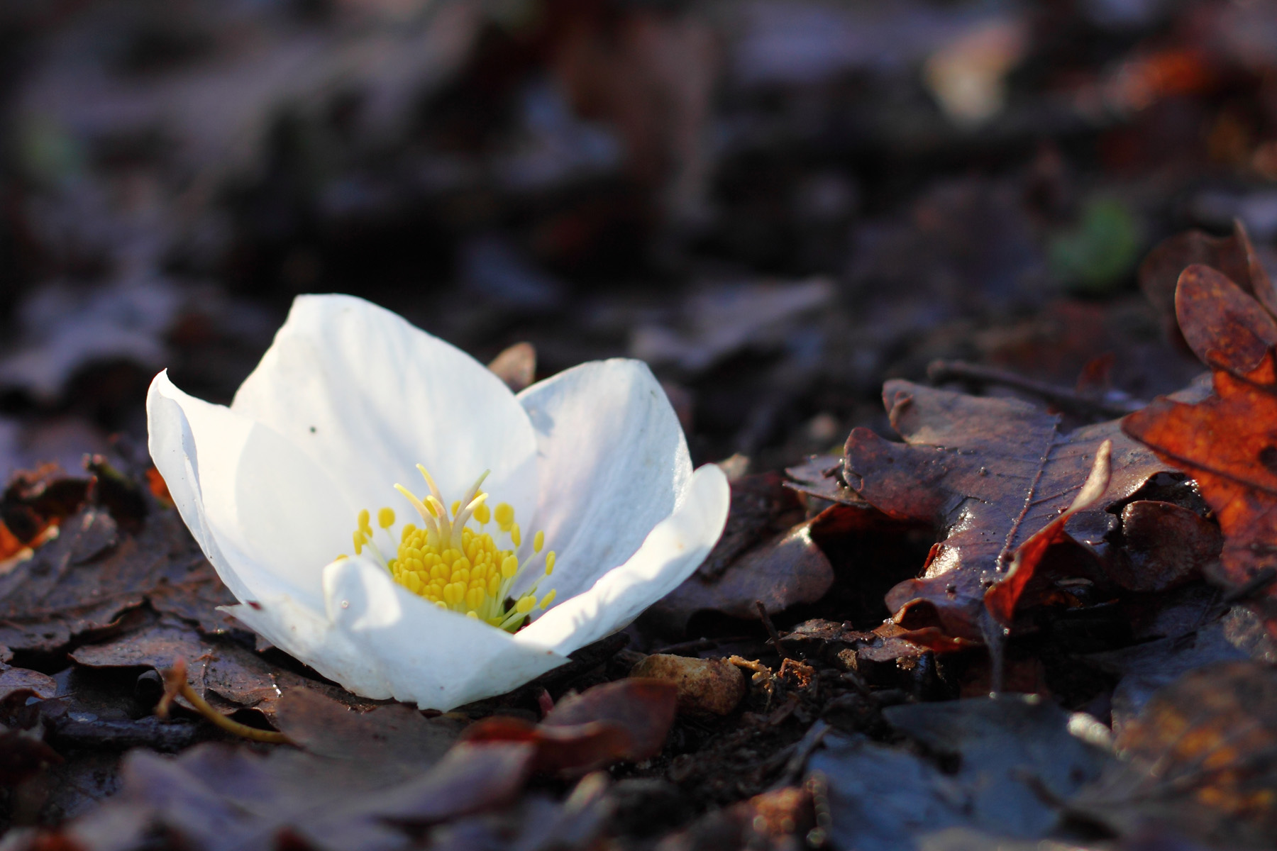 All 'around is silence