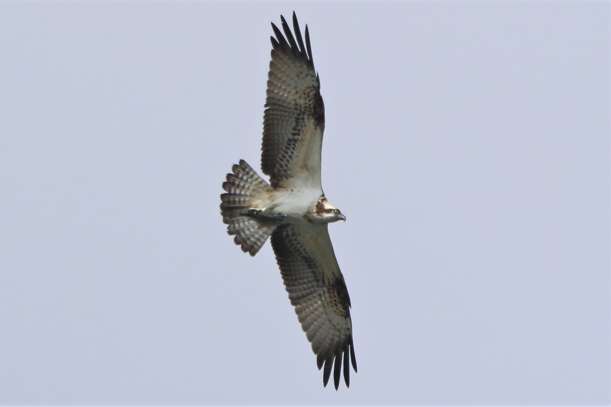 Osprey with prey 24-09 016