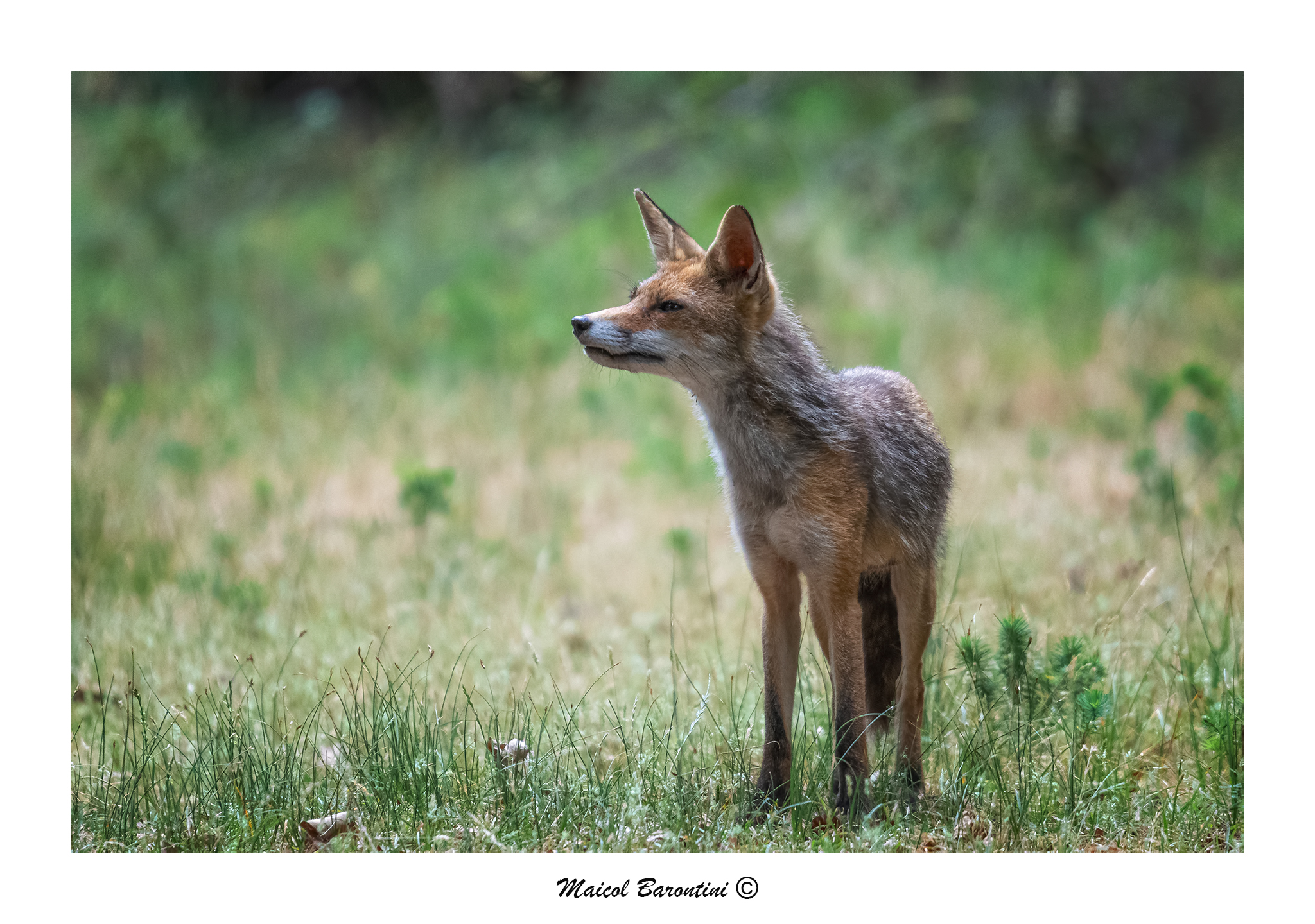 Fox