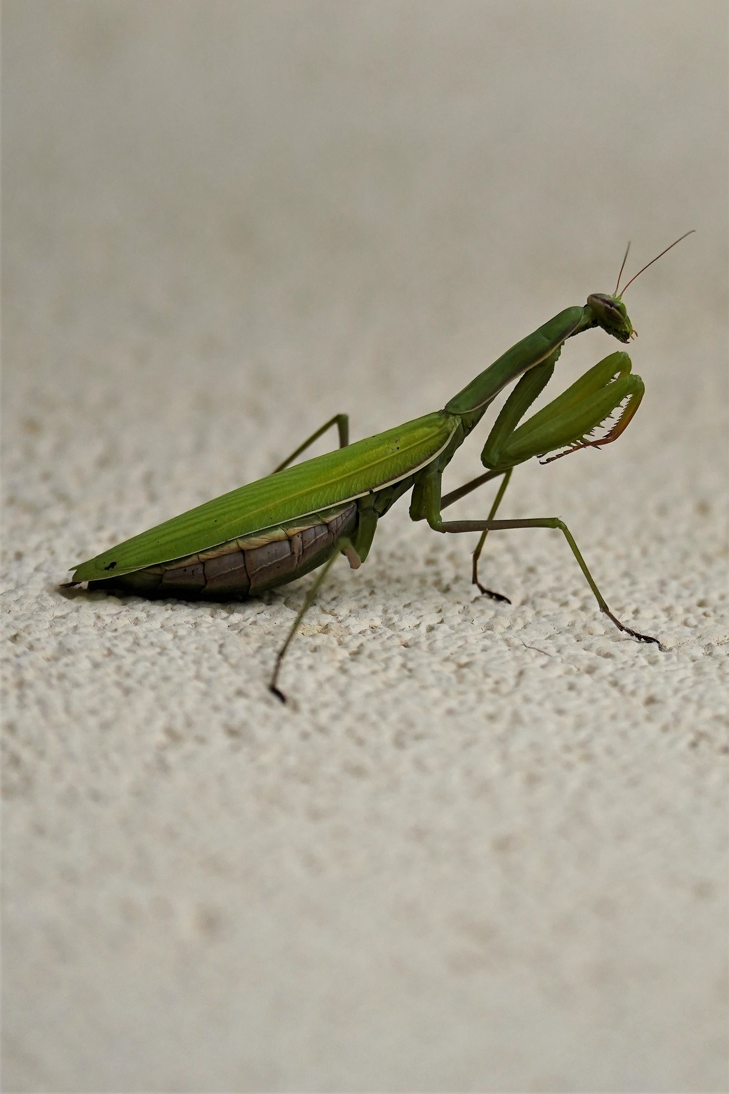 ... the mandite religiosa (Mantis religiosa Linnaeus, )