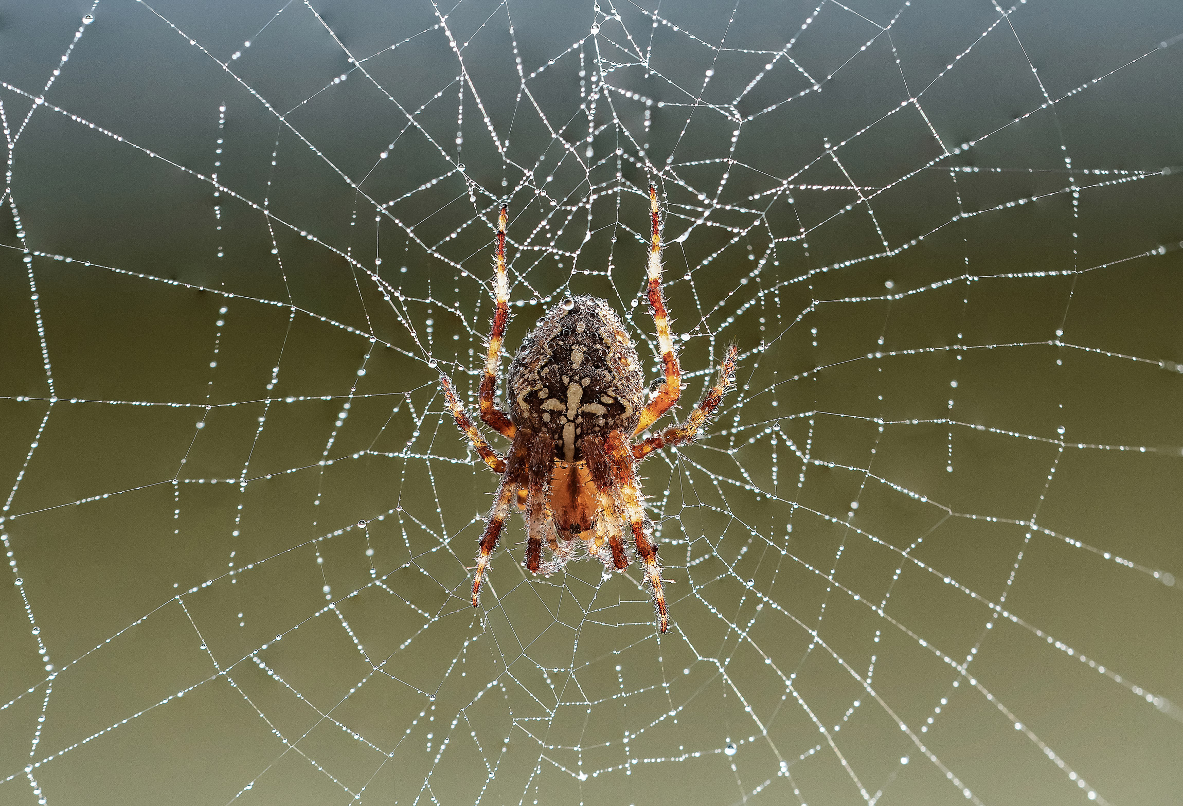 Un ingegnere a otto zampe