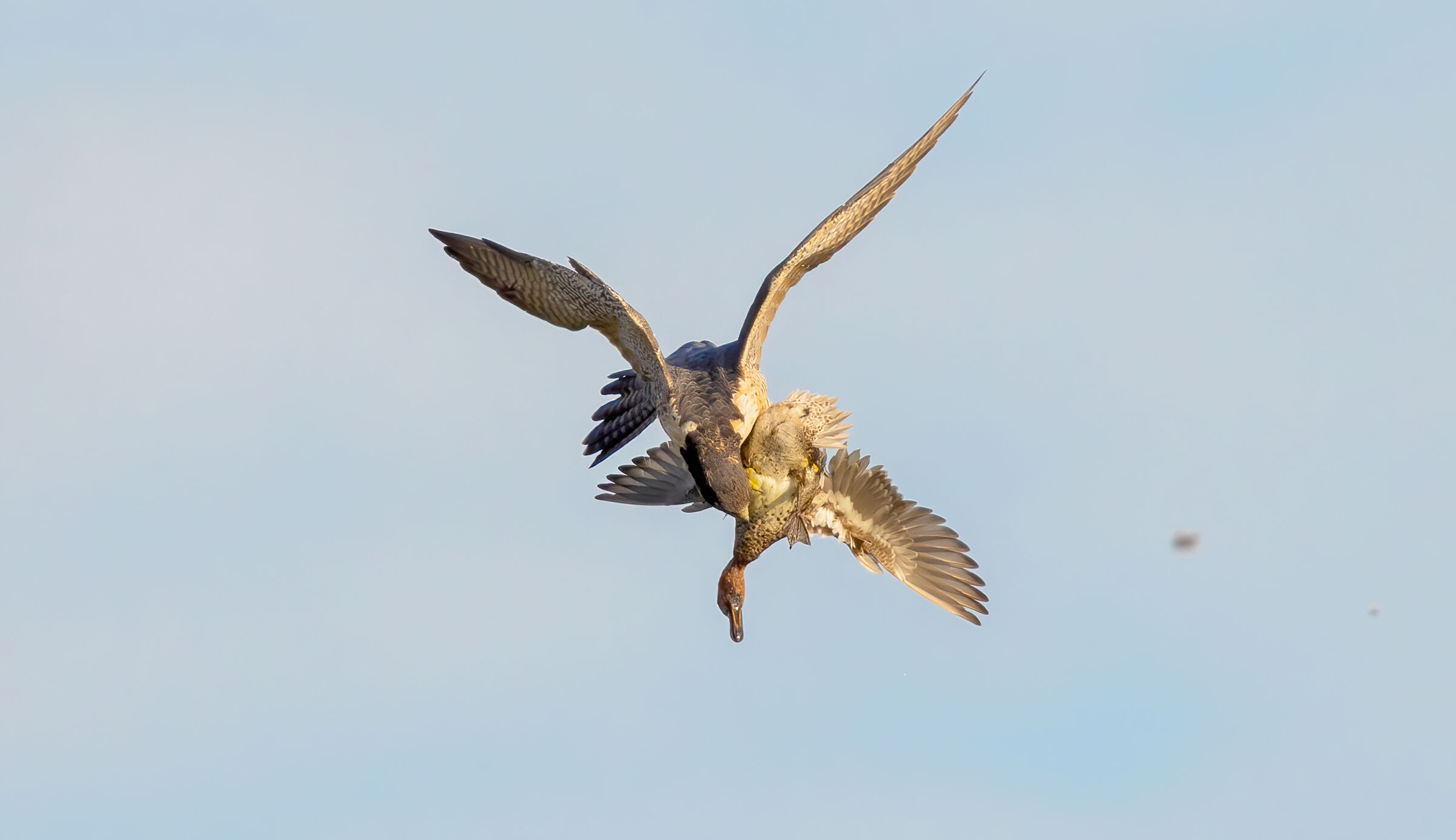 falco pellegrino e alzavola