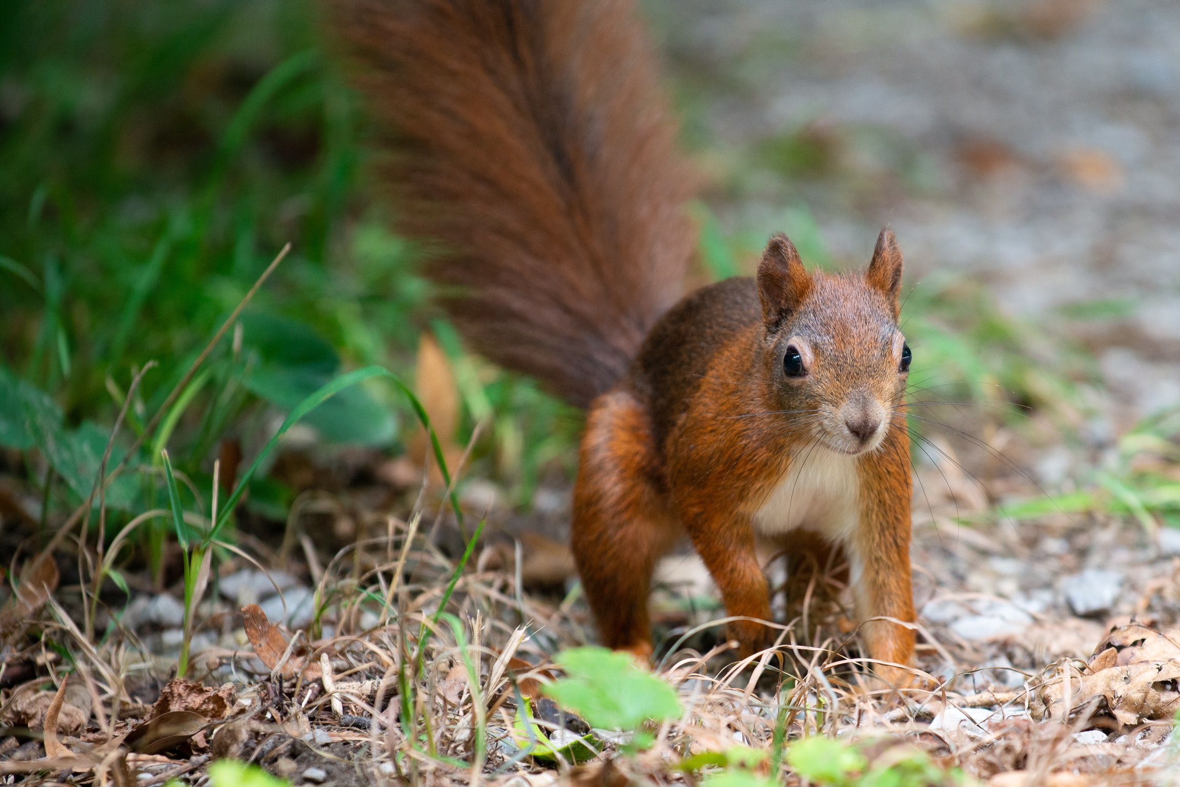 Discesa al pianterreno