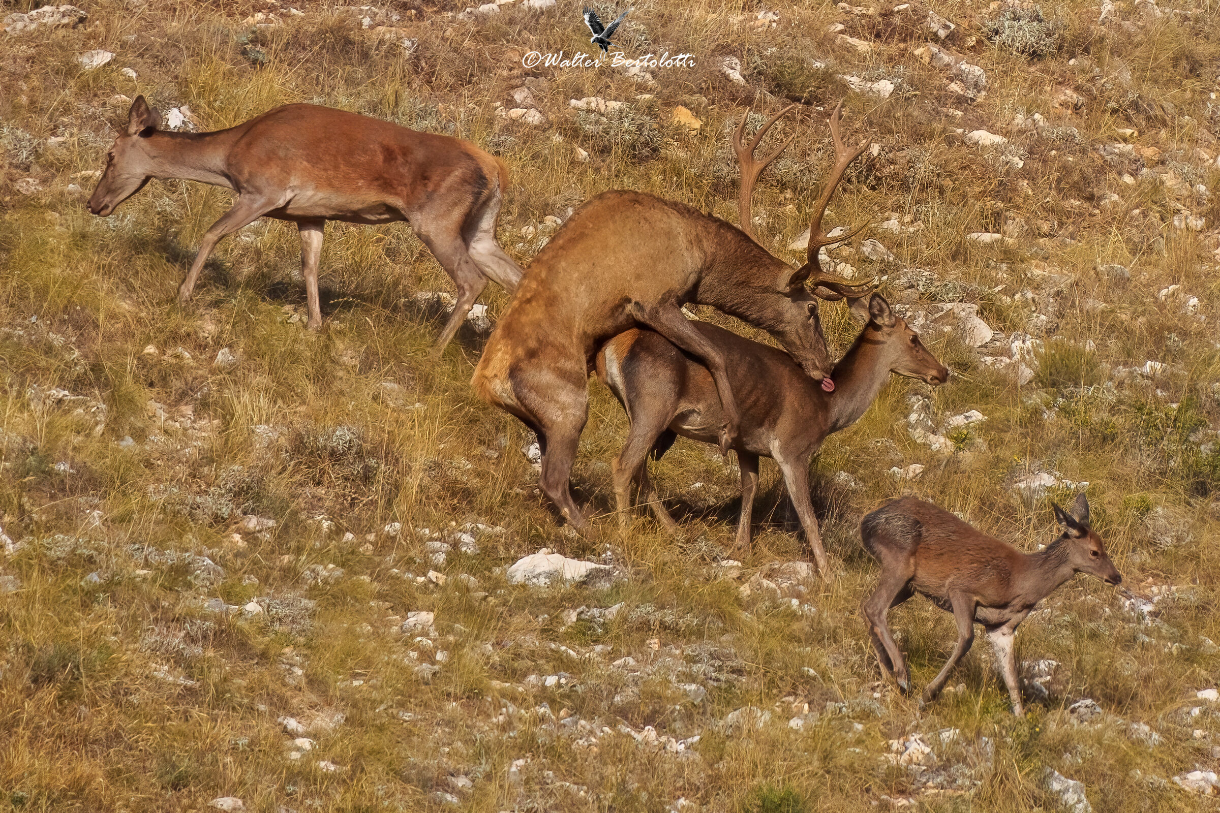 Bramito 2021, goal achieved