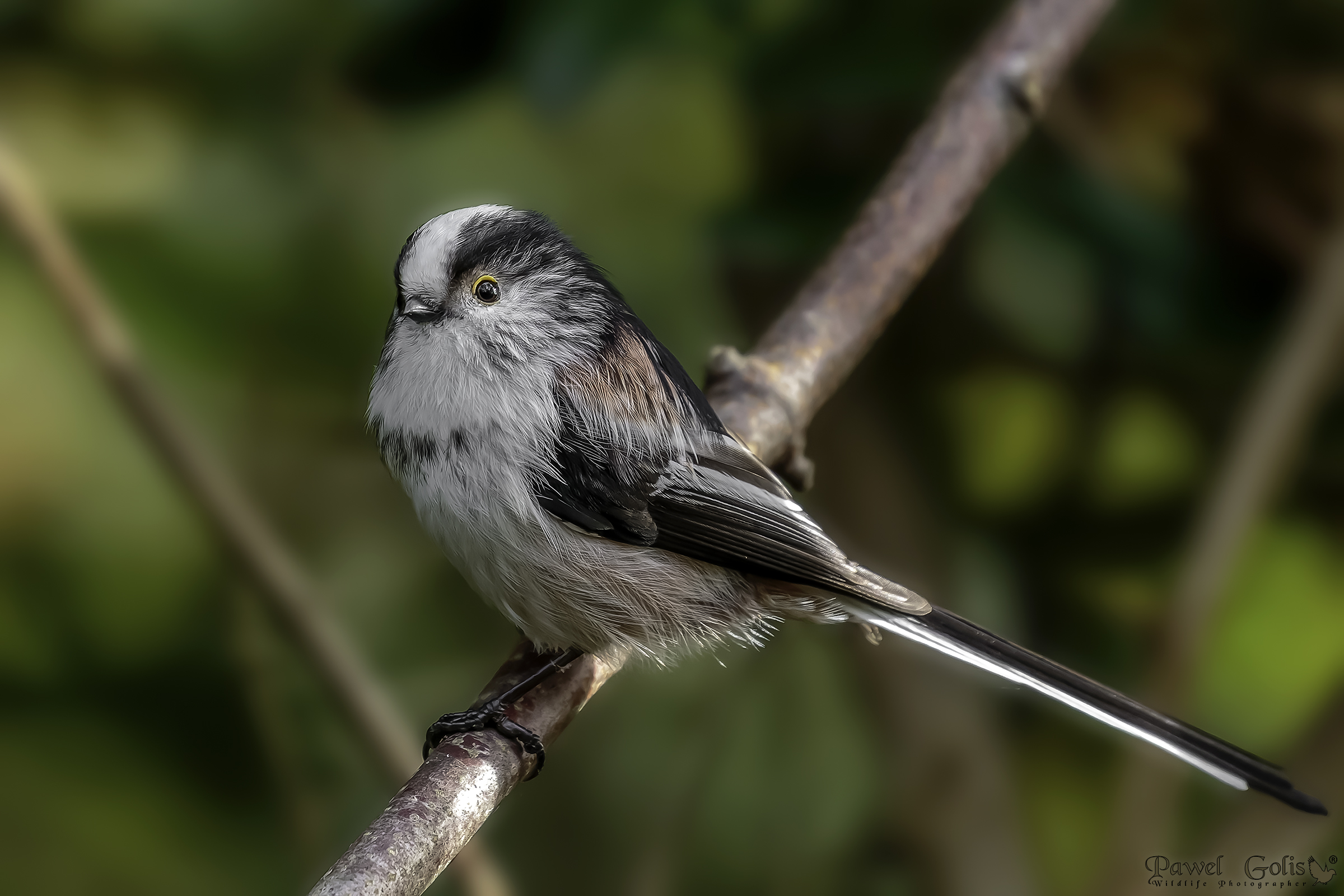 Bushtit dalla coda lunga (Aegithalos caudatus)