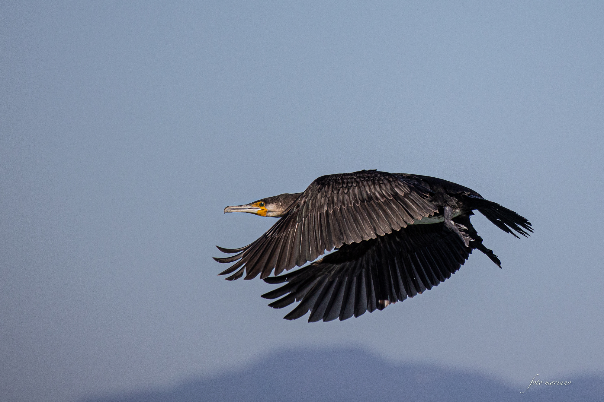 cormorano