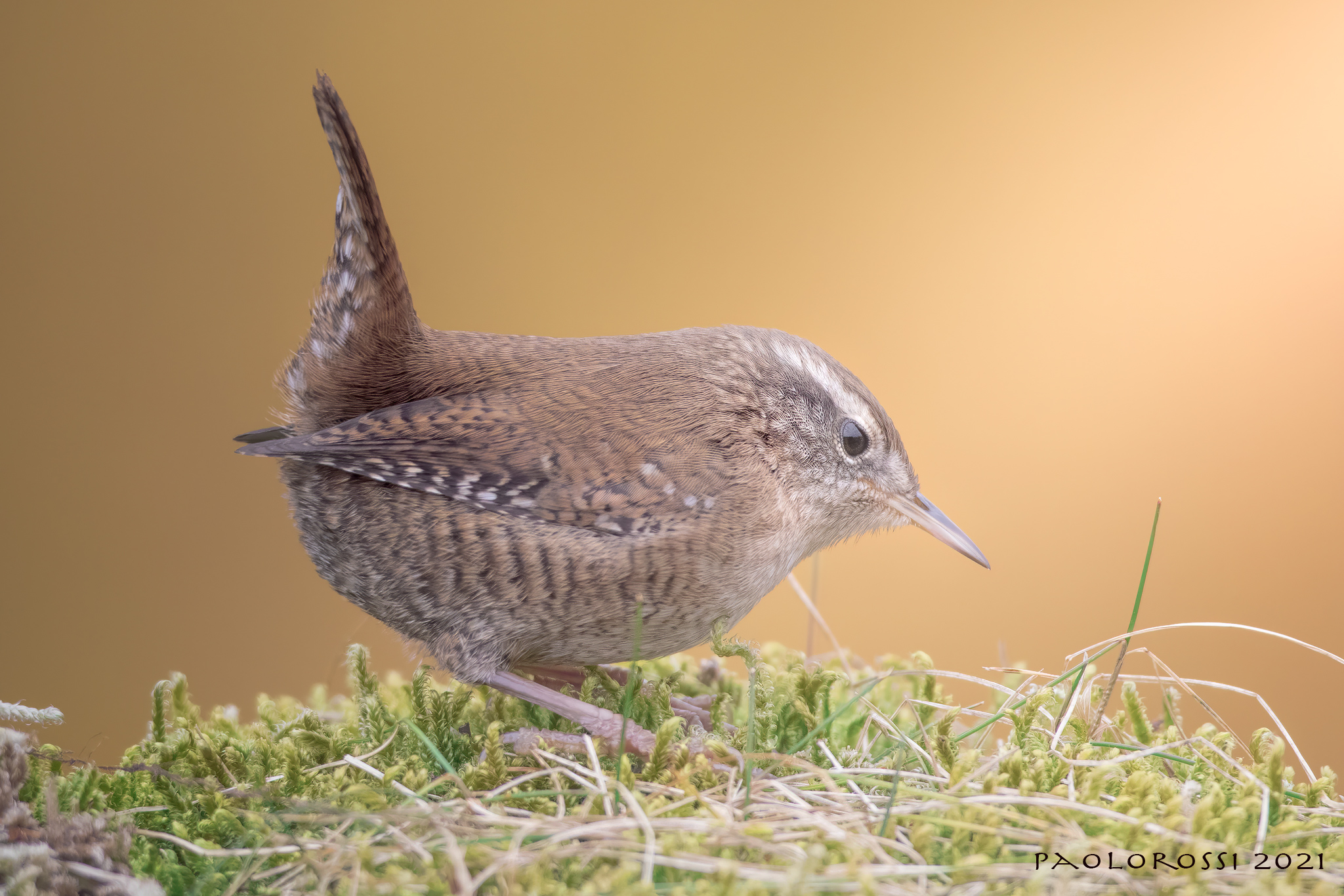 The wren...