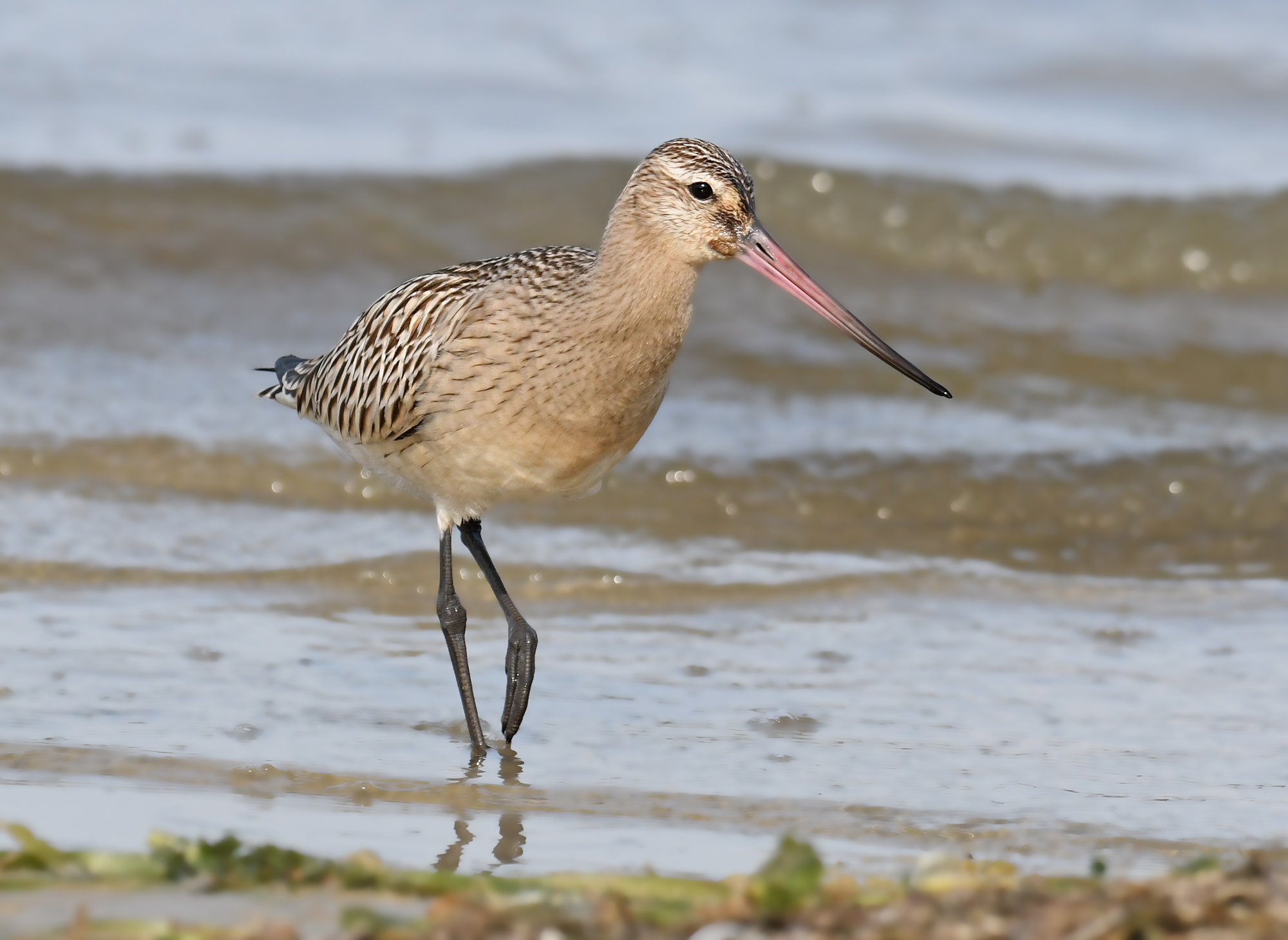 Bar-tailed godwit