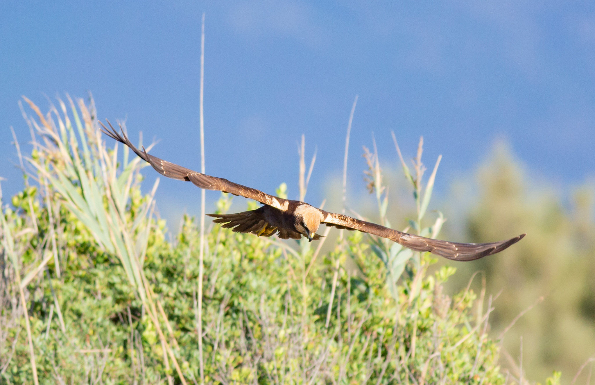 Marsh Falcon