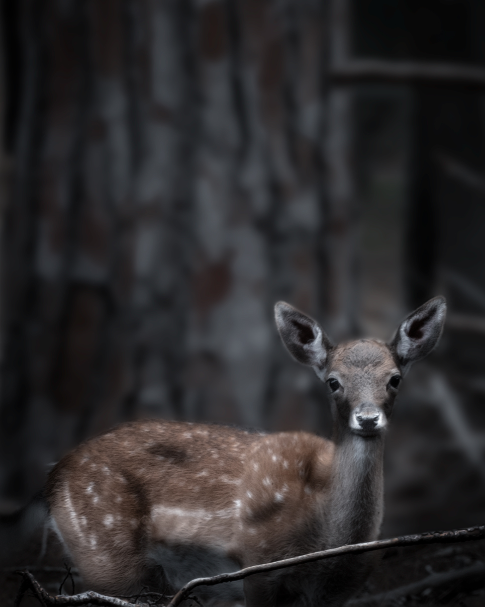 little fawn