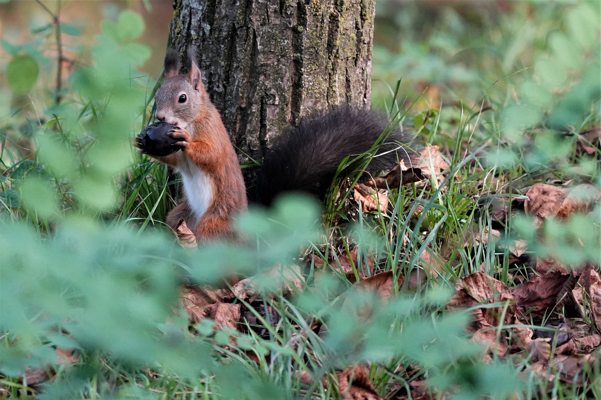 Red squirrel.... set...