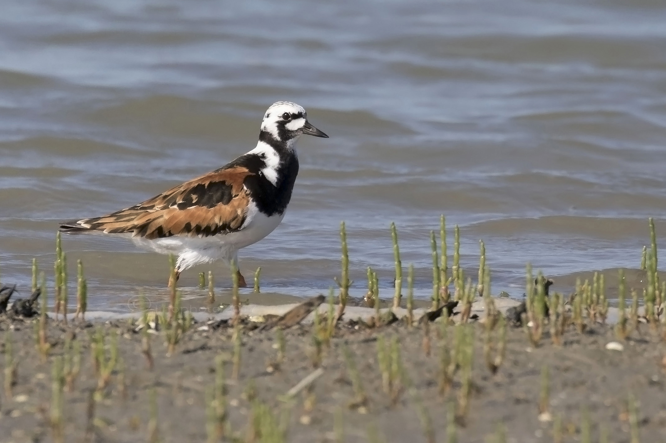 Voltapietre ( Arenaria Interpres)