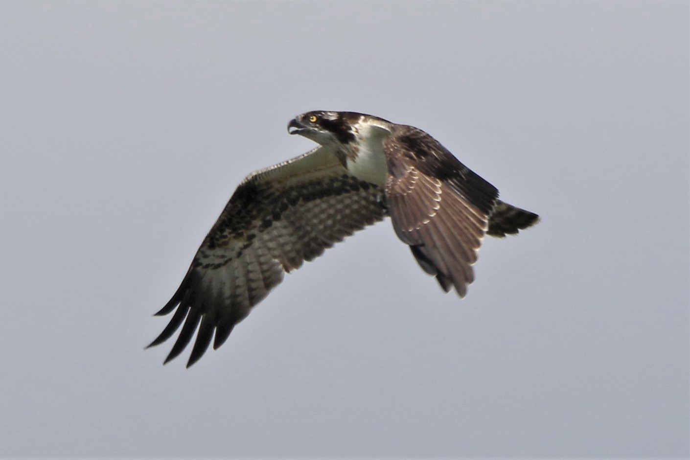 Osprey with prey 21-09 124