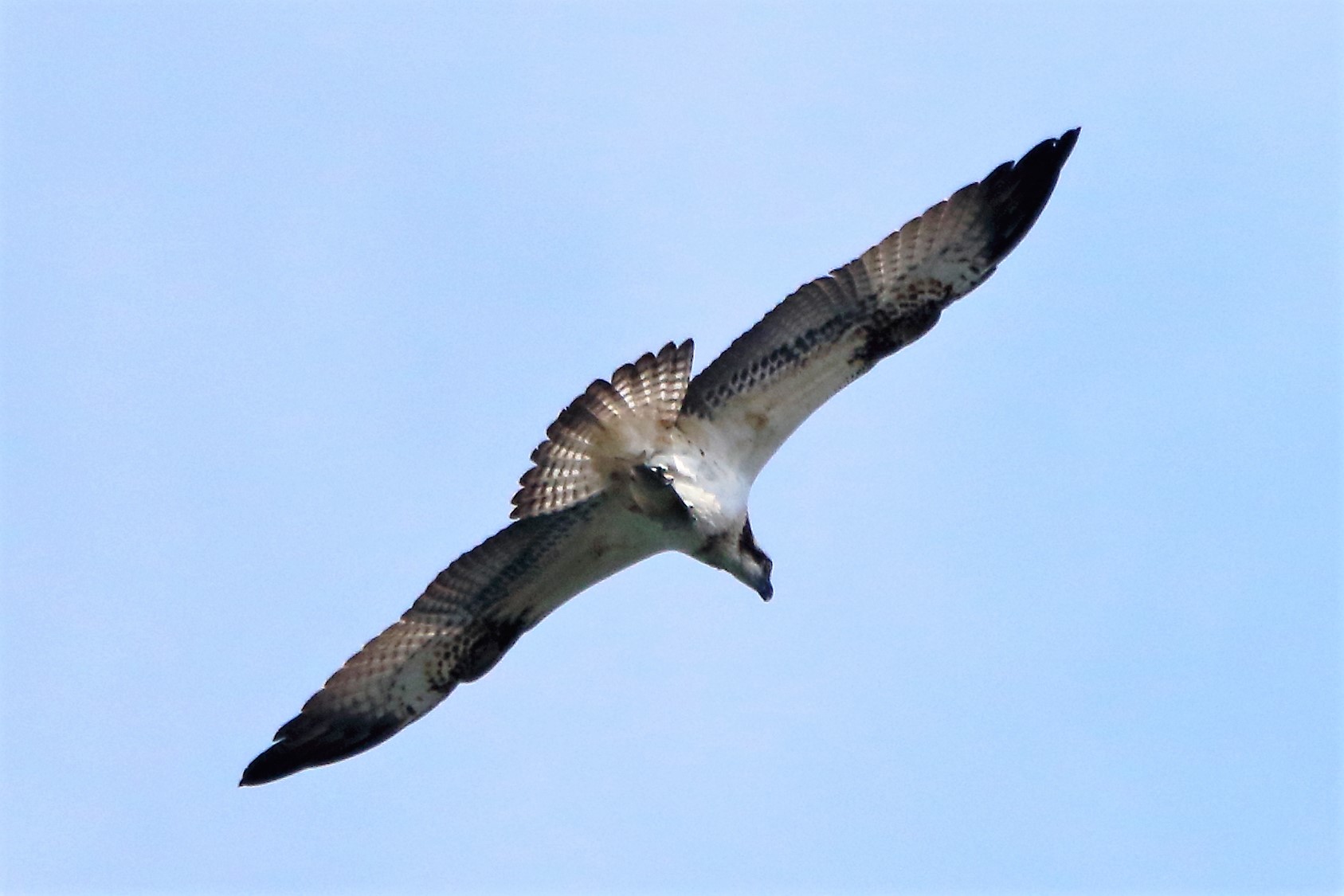 Osprey with prey 24-09 016